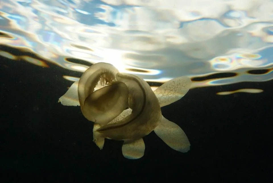 Melibe leonina: Creepy clam spreads its mouth hood to collapse its prey in it - Clam, Ocean, Predator, Yandex Zen, Animal book, Longpost