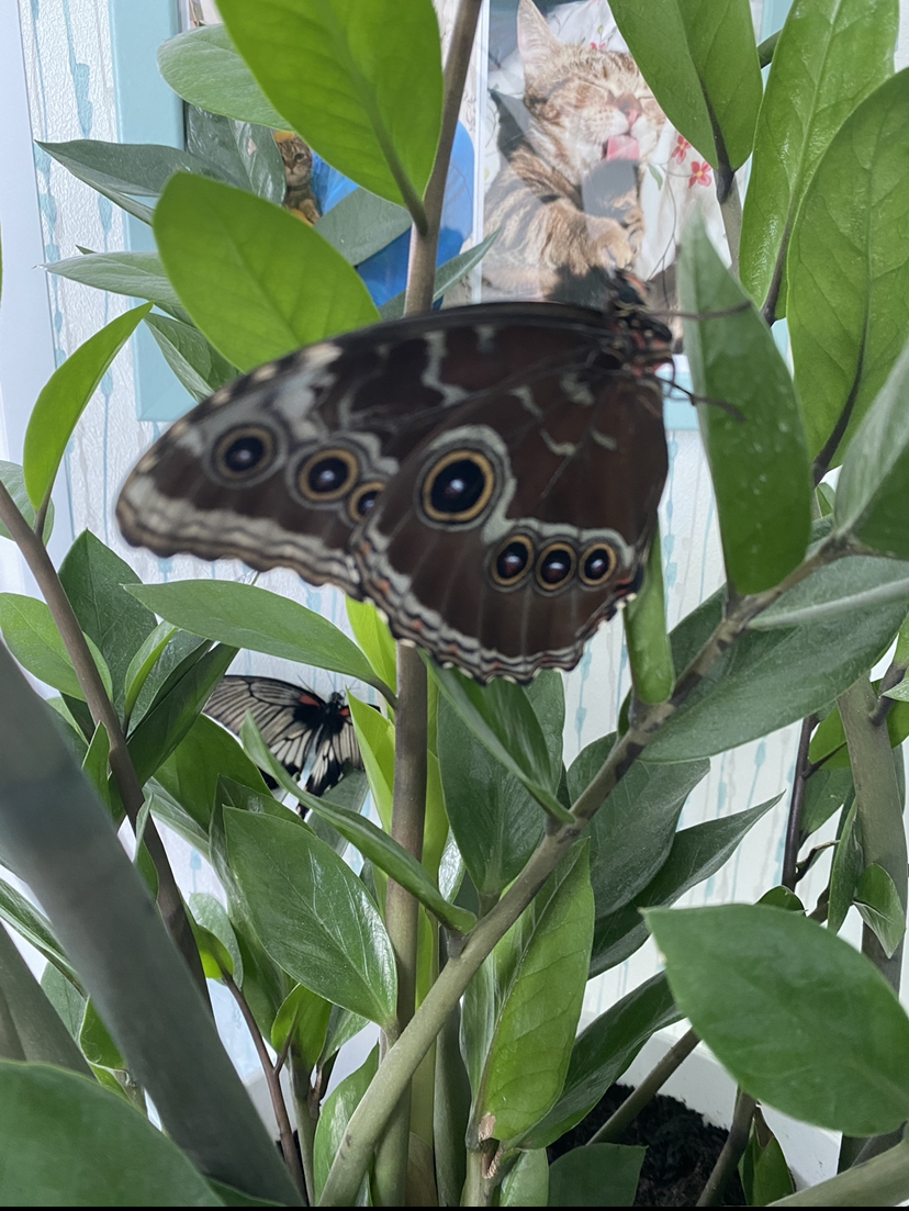 Butterfly - My, Butterfly, Observation, Video, Longpost, Insects