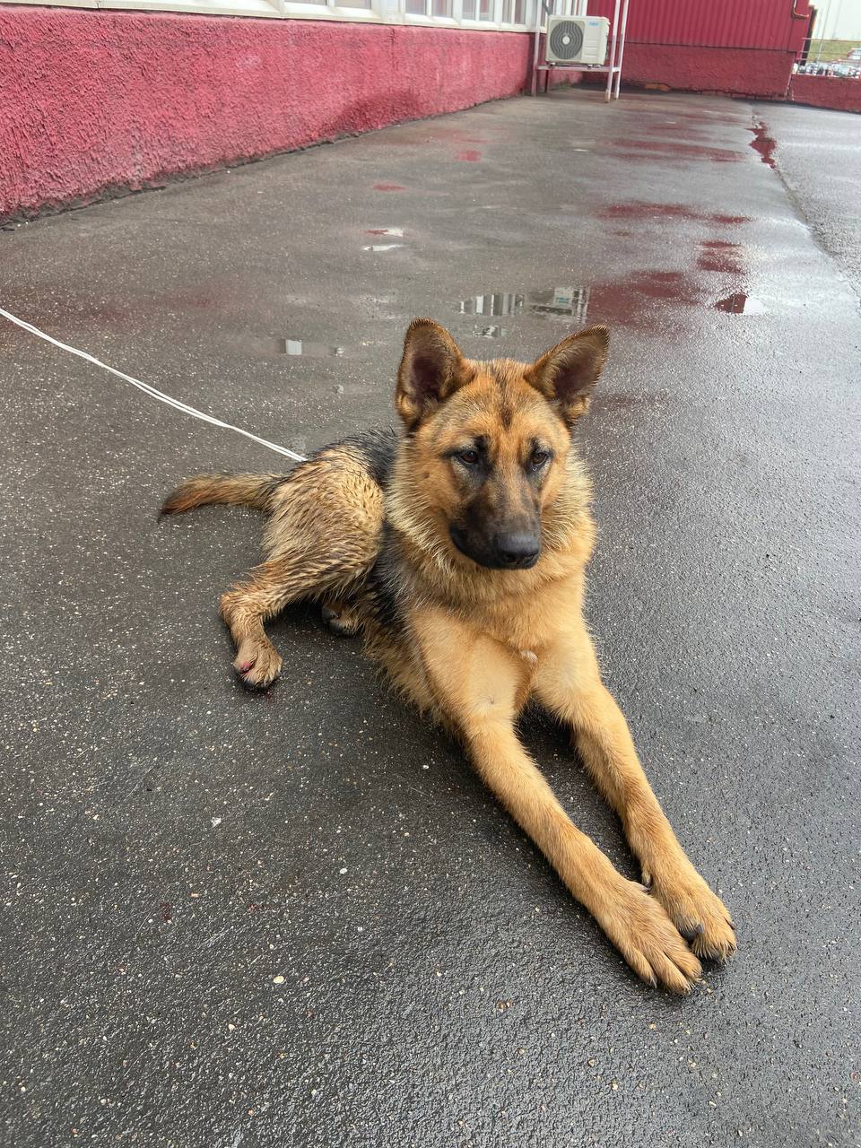 Shepherd found. Moscow. Find the owner! - My, Lost, Moscow, Sheepdog, Help, No rating, Found a dog, Dog, German Shepherd, , Help me find, Video, Longpost