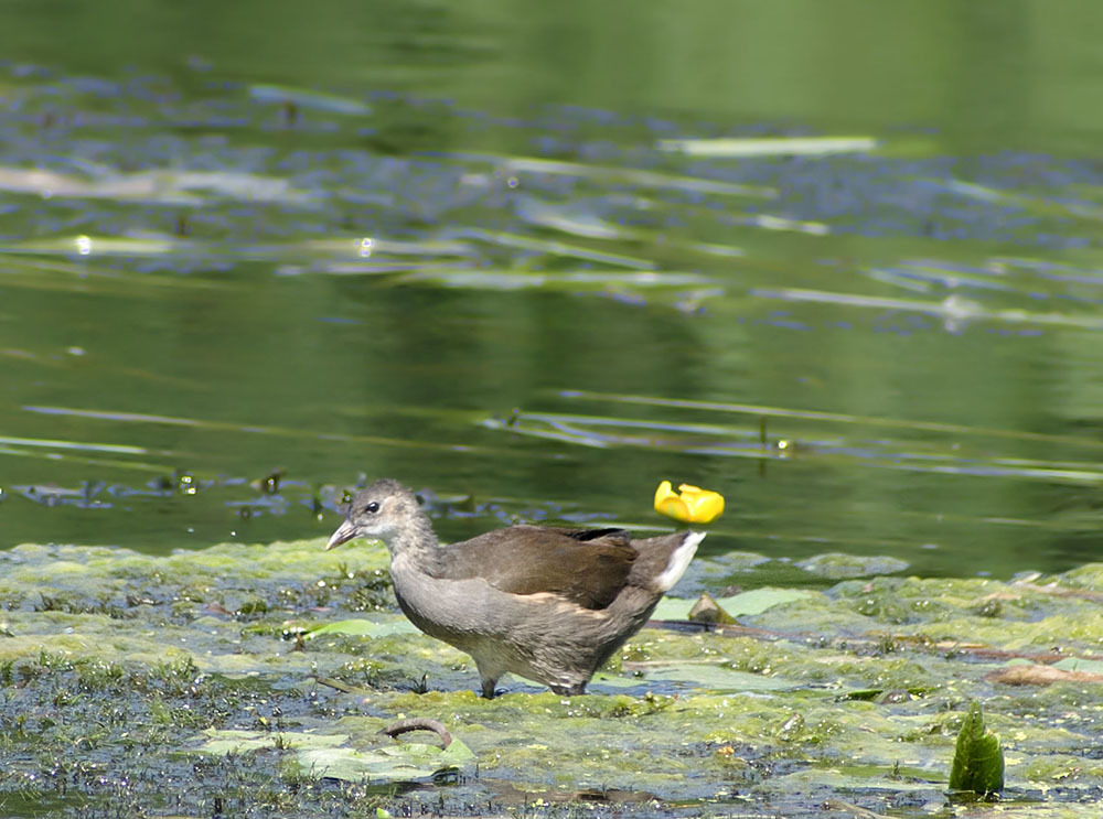 The birds weekend. Растения и животные Клязьмы.