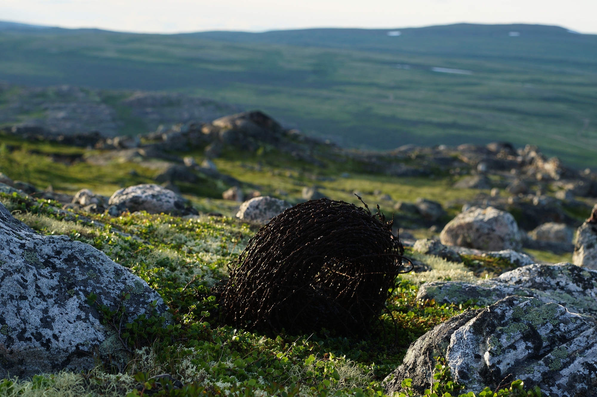 Romance of the Arctic - My, Arctic, , Average, Tundra, Barbed wire