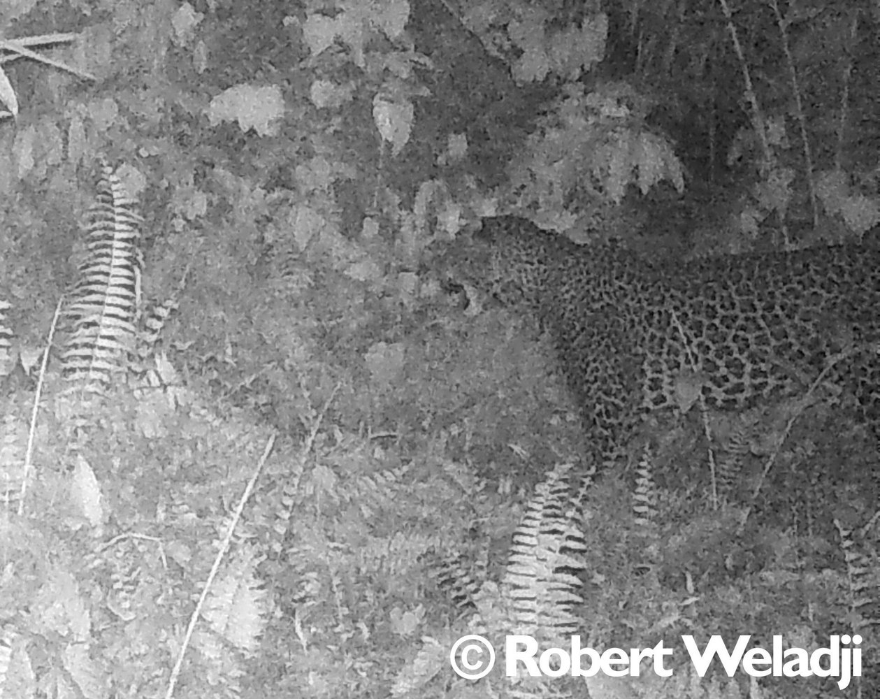 Leopard spotted in southwestern Cameroon for the first time in 20 years - Leopard, Big cats, Cat family, Predator, Wild animals, Africa, Middle Africa, Cameroon, , National park, Phototrap, Rare view, Vulnerability, Protection of Nature, wildlife, The national geographic, Video, Longpost