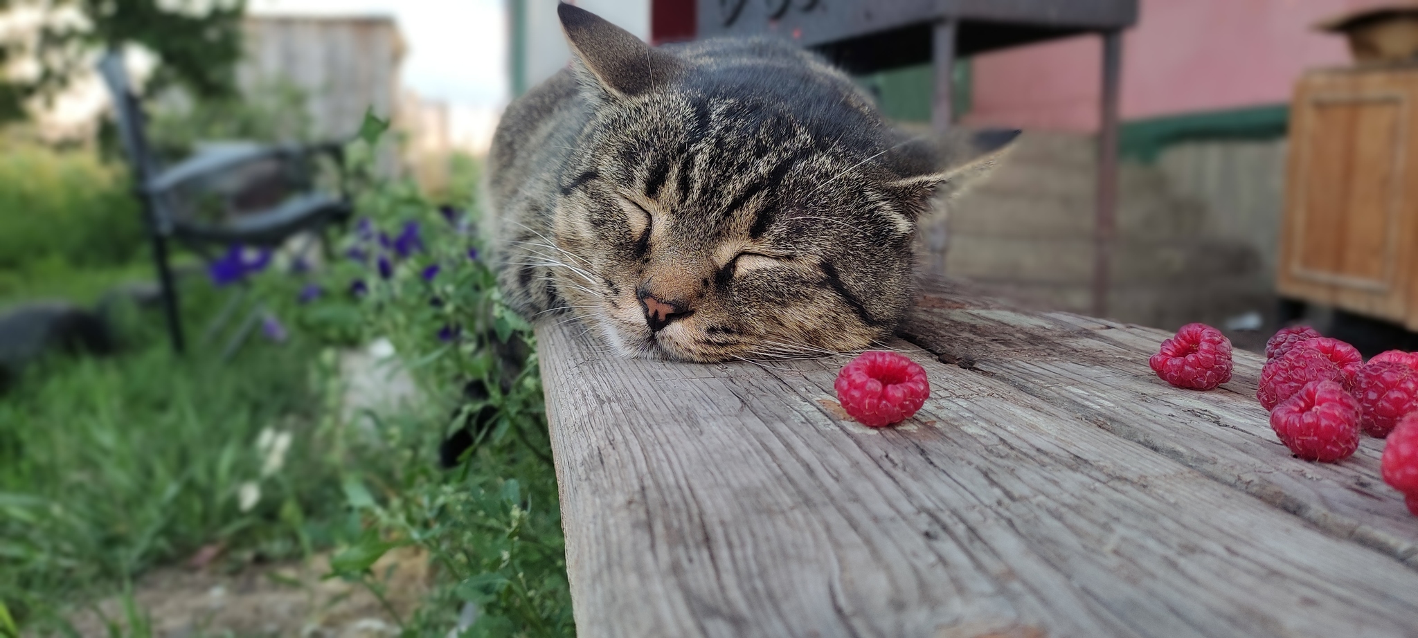 Кот Василий и малинка | Пикабу