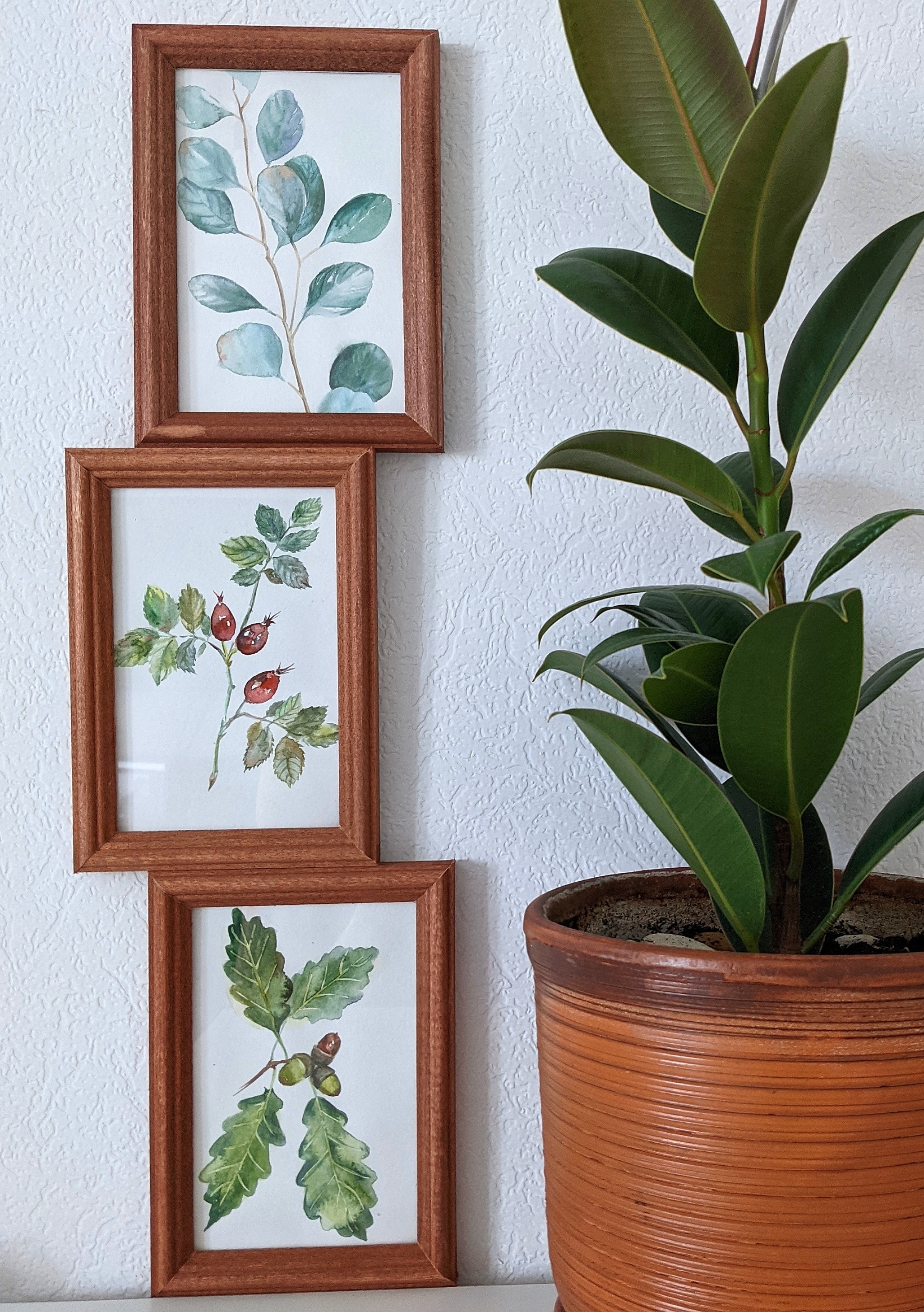 botanical watercolor - My, Watercolor, Oak, Eucalyptus, Rose hip