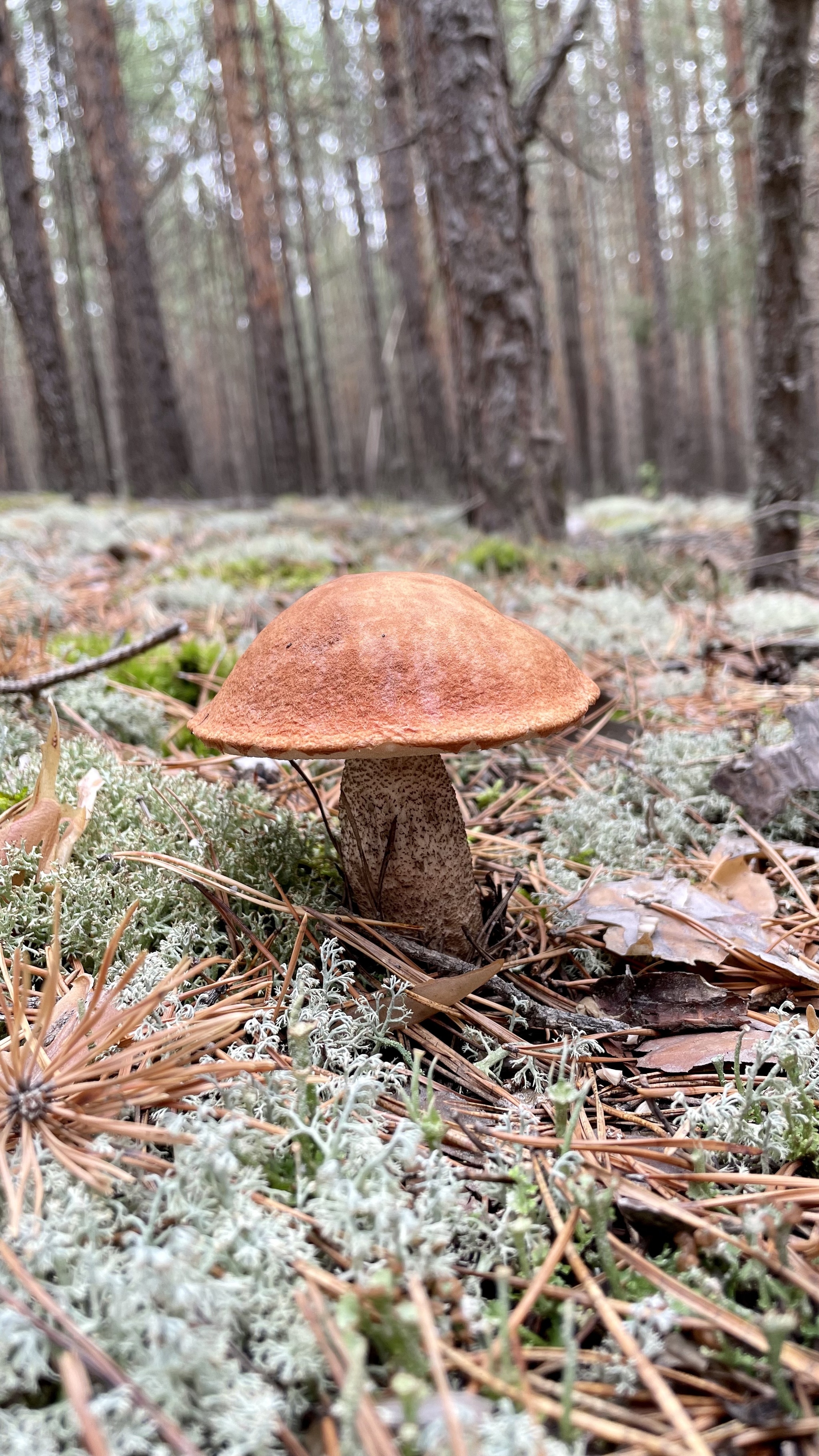 Silent hunt - My, Dog, Mushrooms, Silent hunt, Walk, Longpost