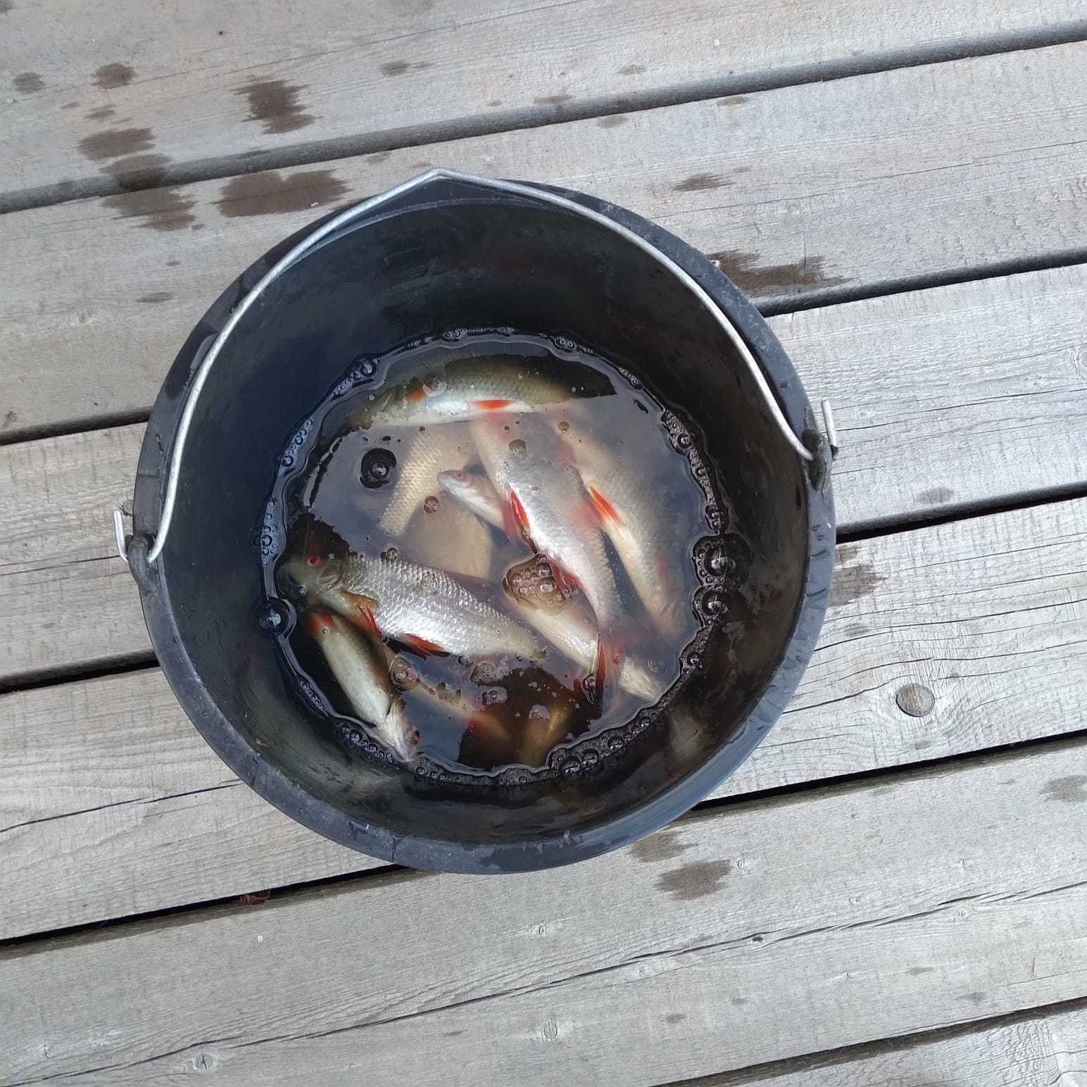 Fishing on the Svir - My, Fishing, Vacation, Longpost, Lake Onega, Svir River