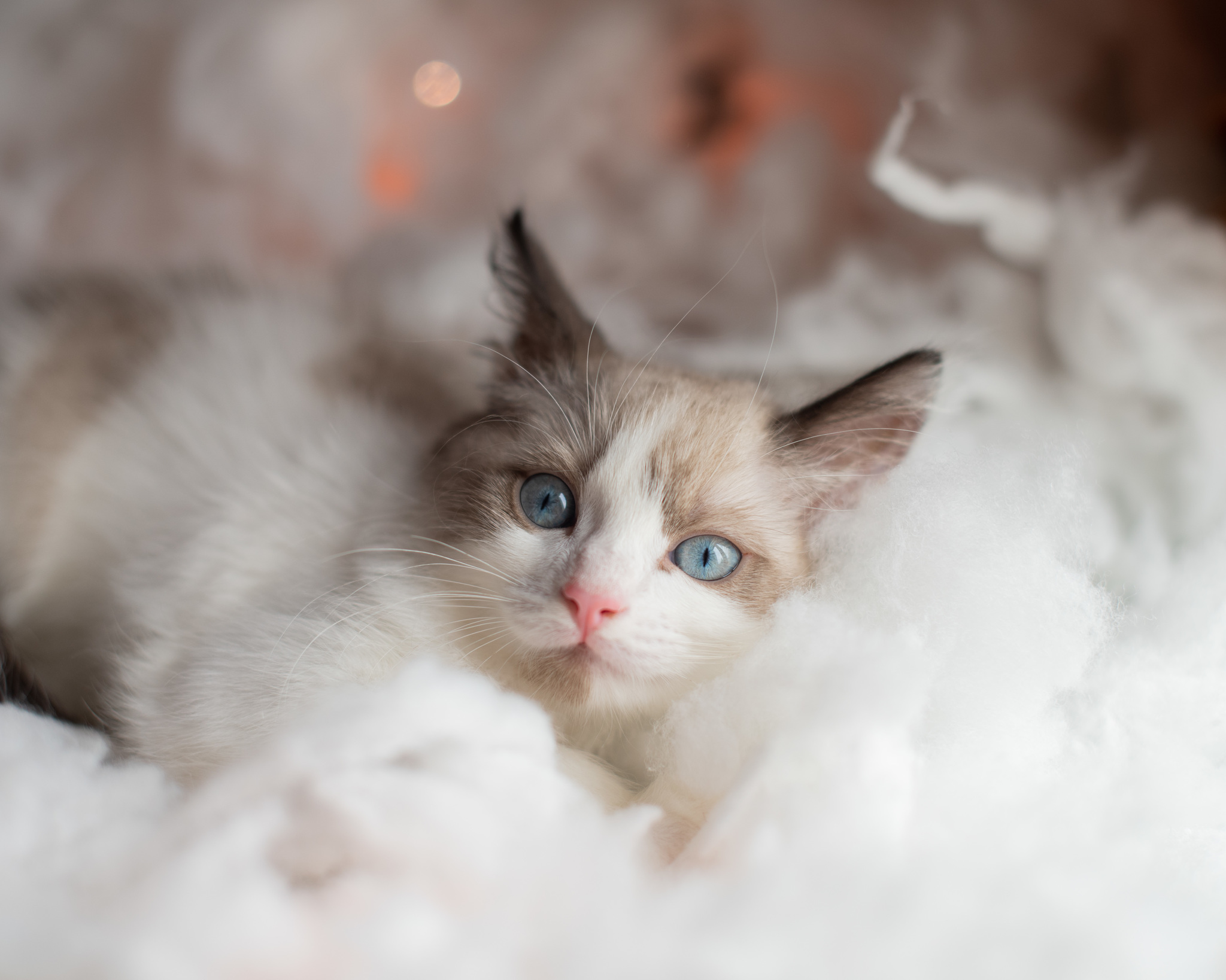 Charming Jon Coconut Snow is looking for a home! - My, Moscow, No rating, cat, Pets, Animal shelter, Moscow region, Longpost, In good hands, Kittens