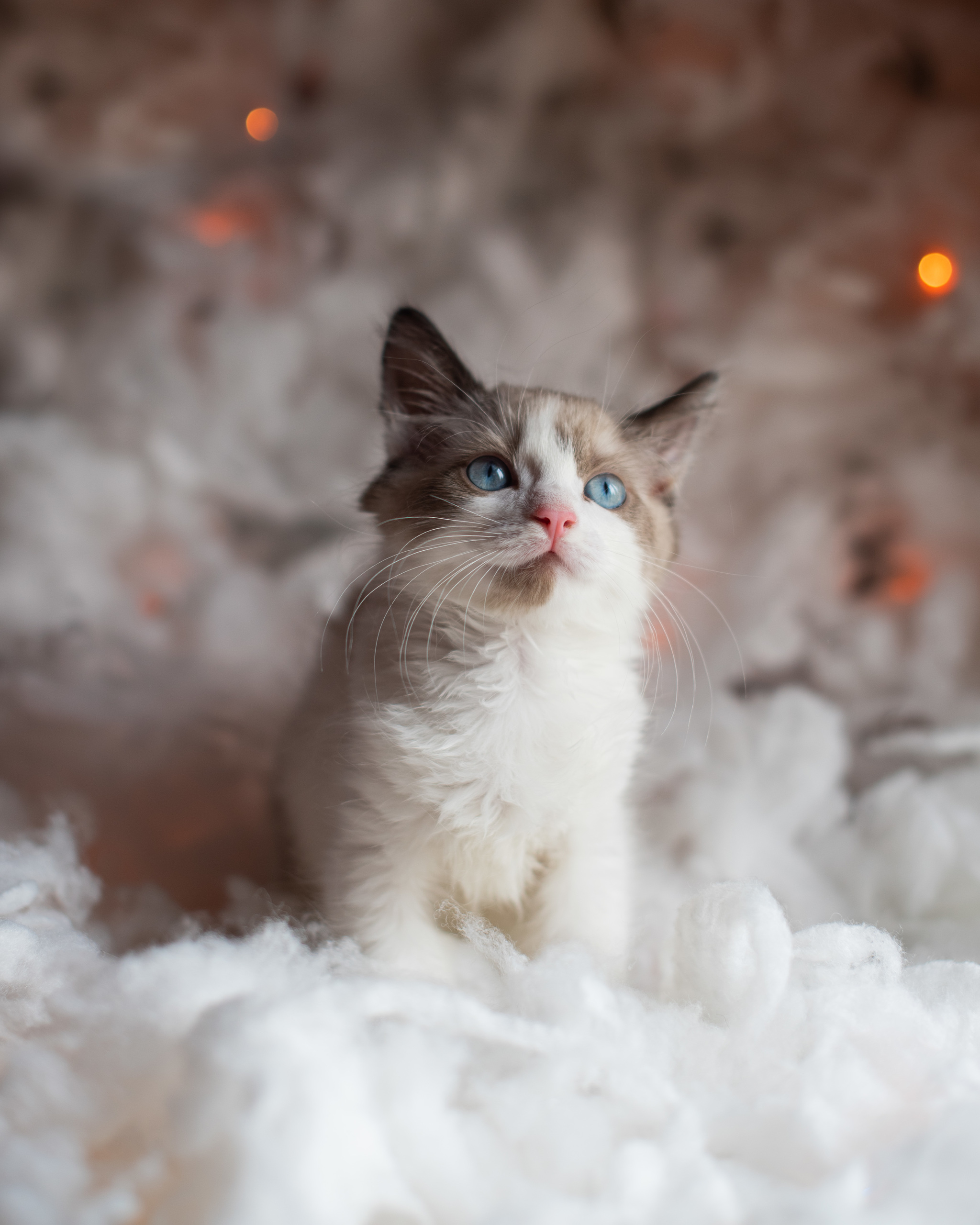 Charming Jon Coconut Snow is looking for a home! - My, Moscow, No rating, cat, Pets, Animal shelter, Moscow region, Longpost, In good hands, Kittens