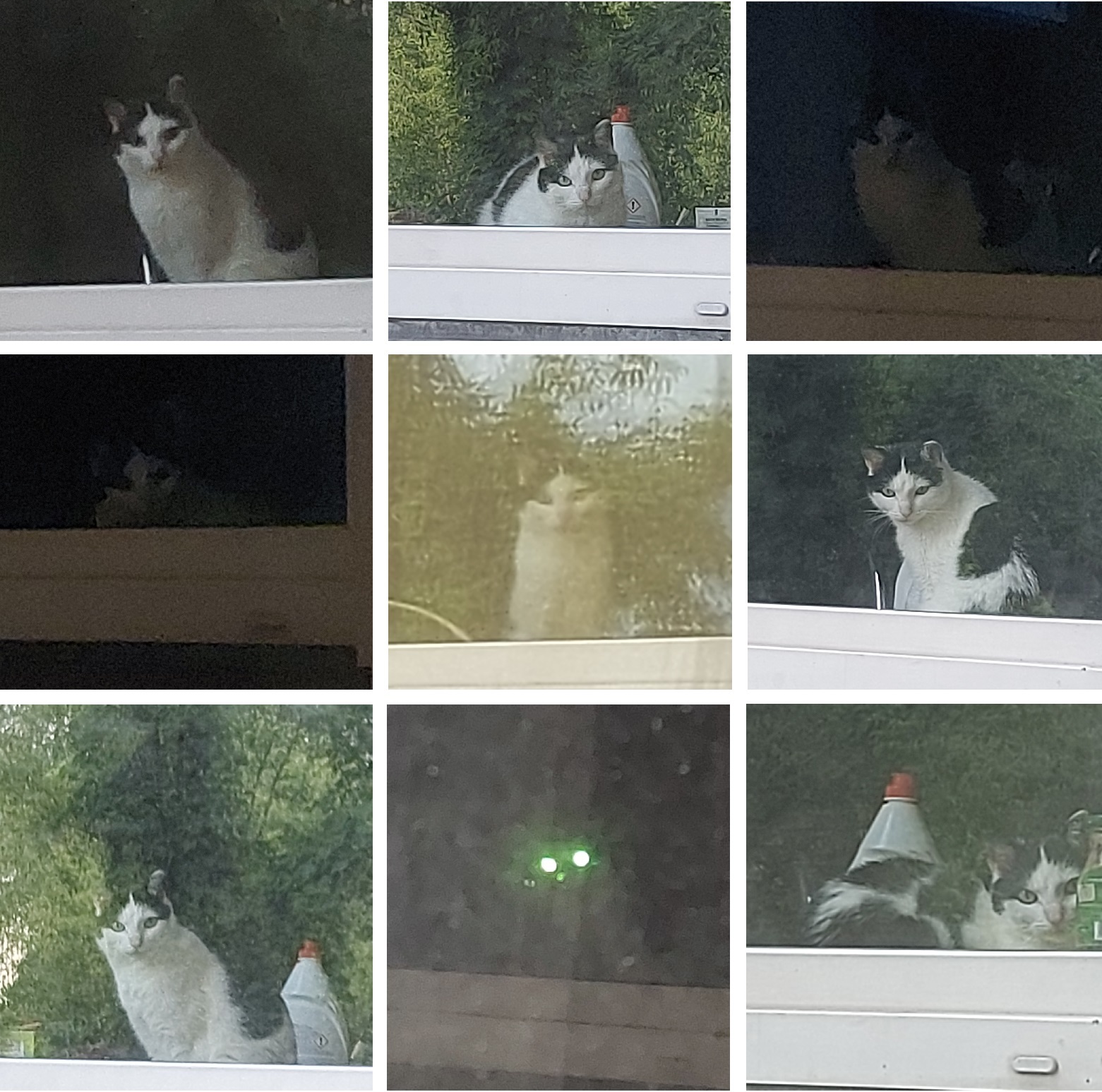 Big brother is watching you - My, cat, The photo, Surveillance, Longpost