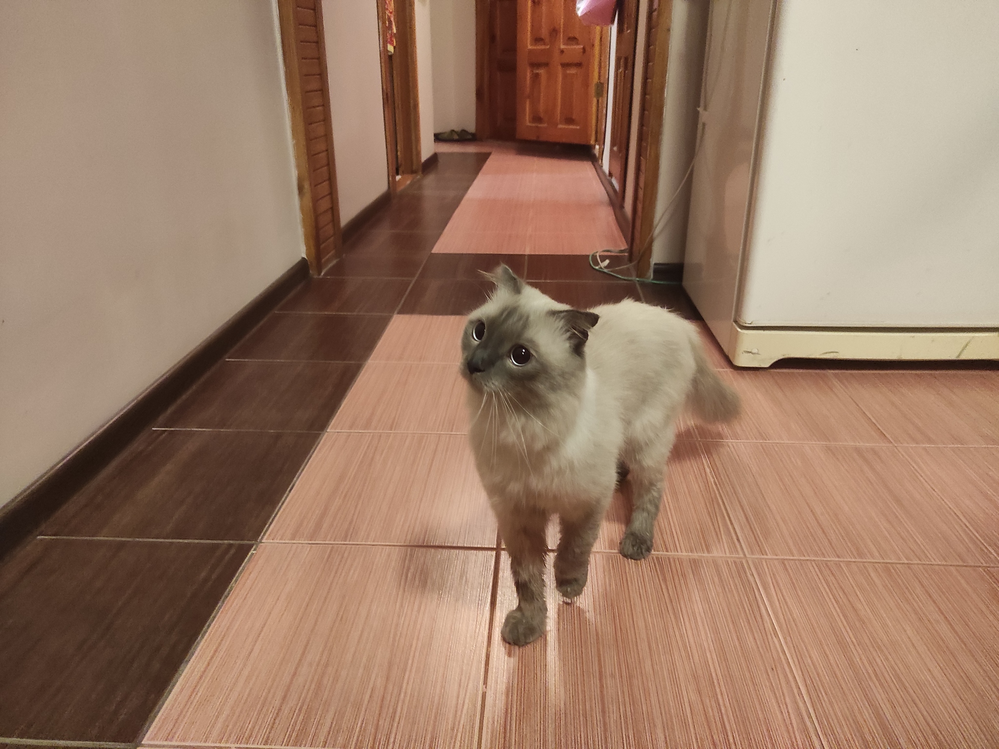 Found a cat, Moscow - My, Lost, Moscow, cat, Found a cat, No rating