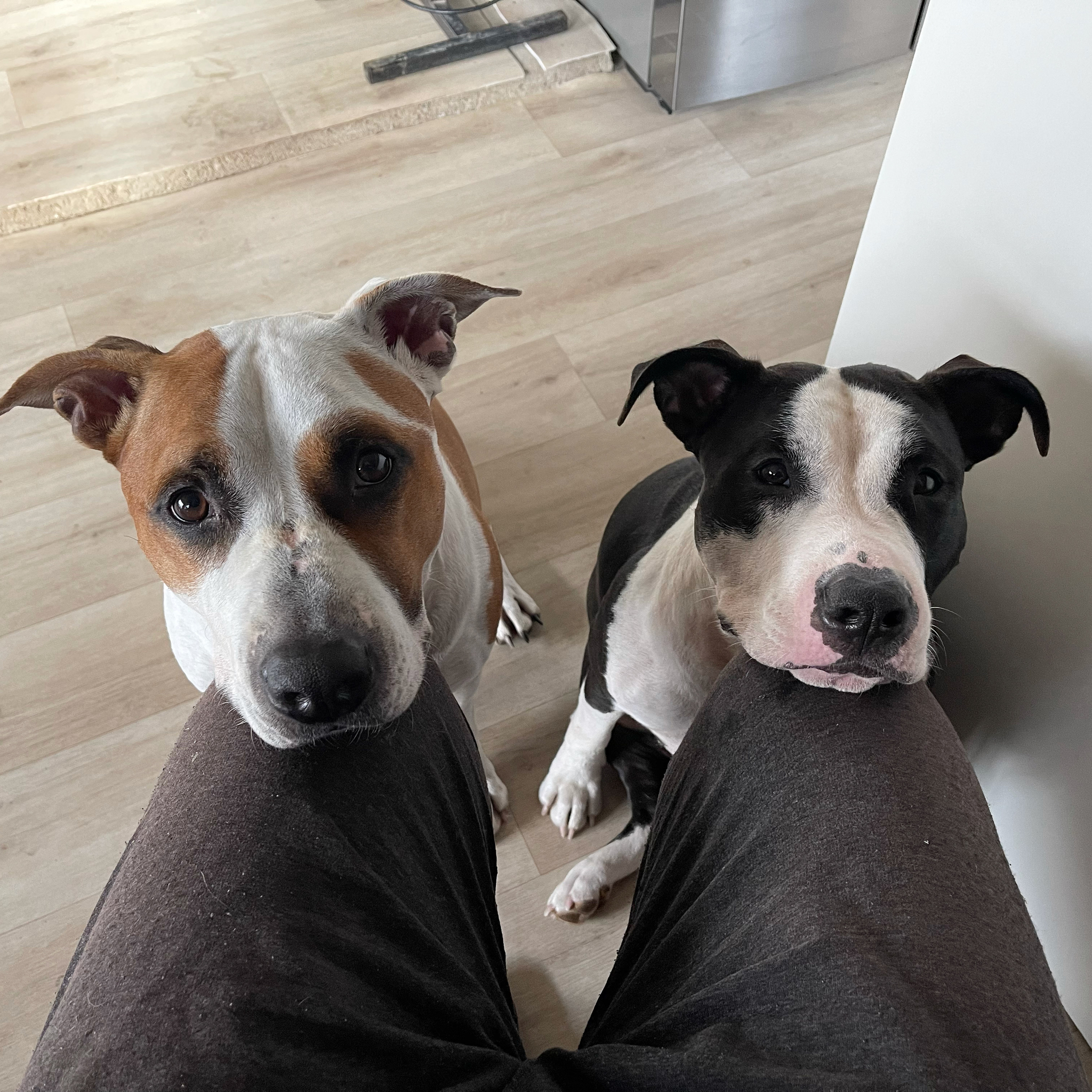 Protective knee pads - My, Amstaff, Staffbull, Dog, Beggars, Manipulation