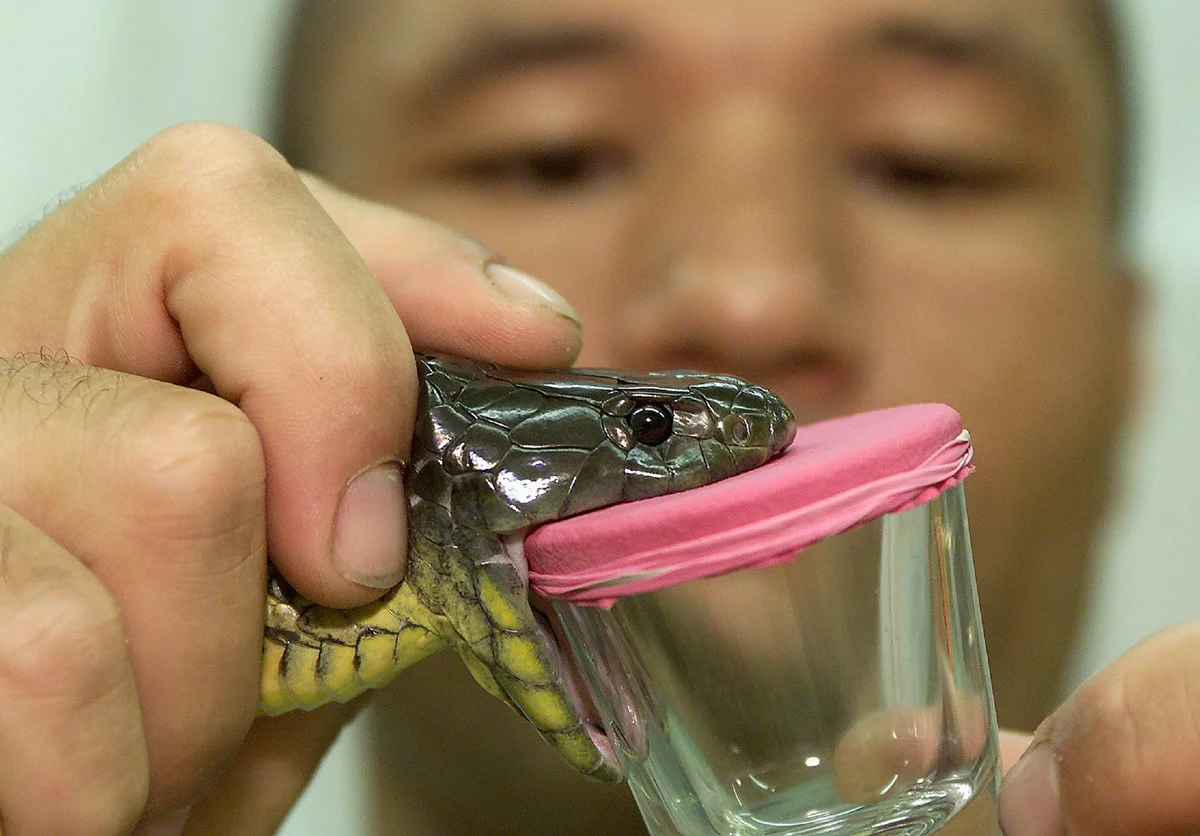 Should you suck snake venom out of a wound? Biologists are still arguing. Pros and cons of risky action - Animals, Snake, Bite, I, First aid, Animal book, Yandex Zen, Negative, Longpost