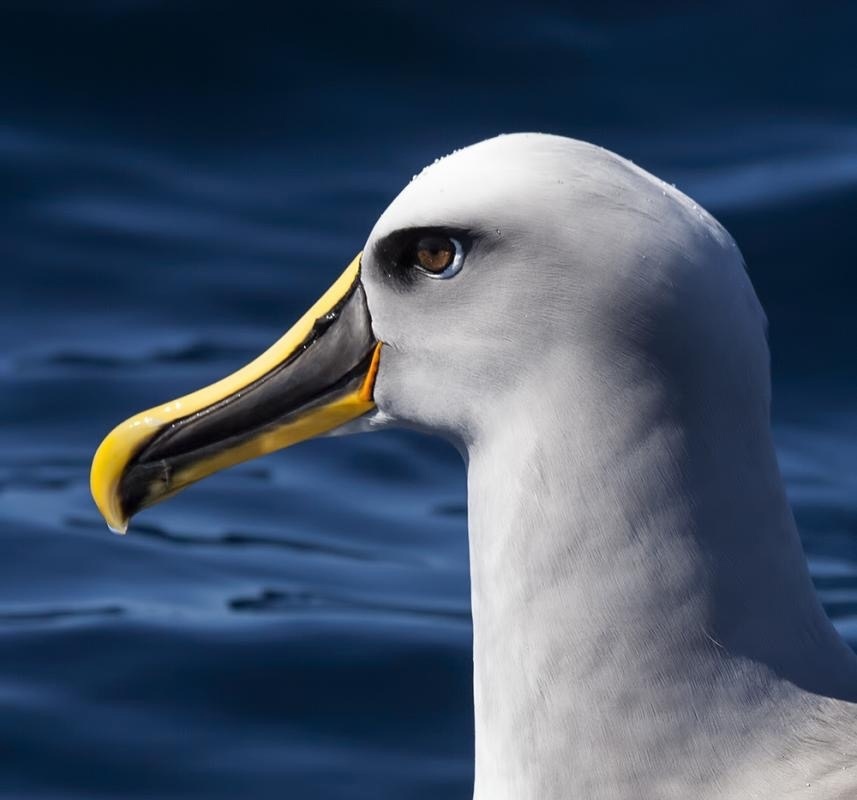 This bird is called Buller's Albatross and it looks like a 3D model - Birds, 3D, It seemed, Albatross, Longpost