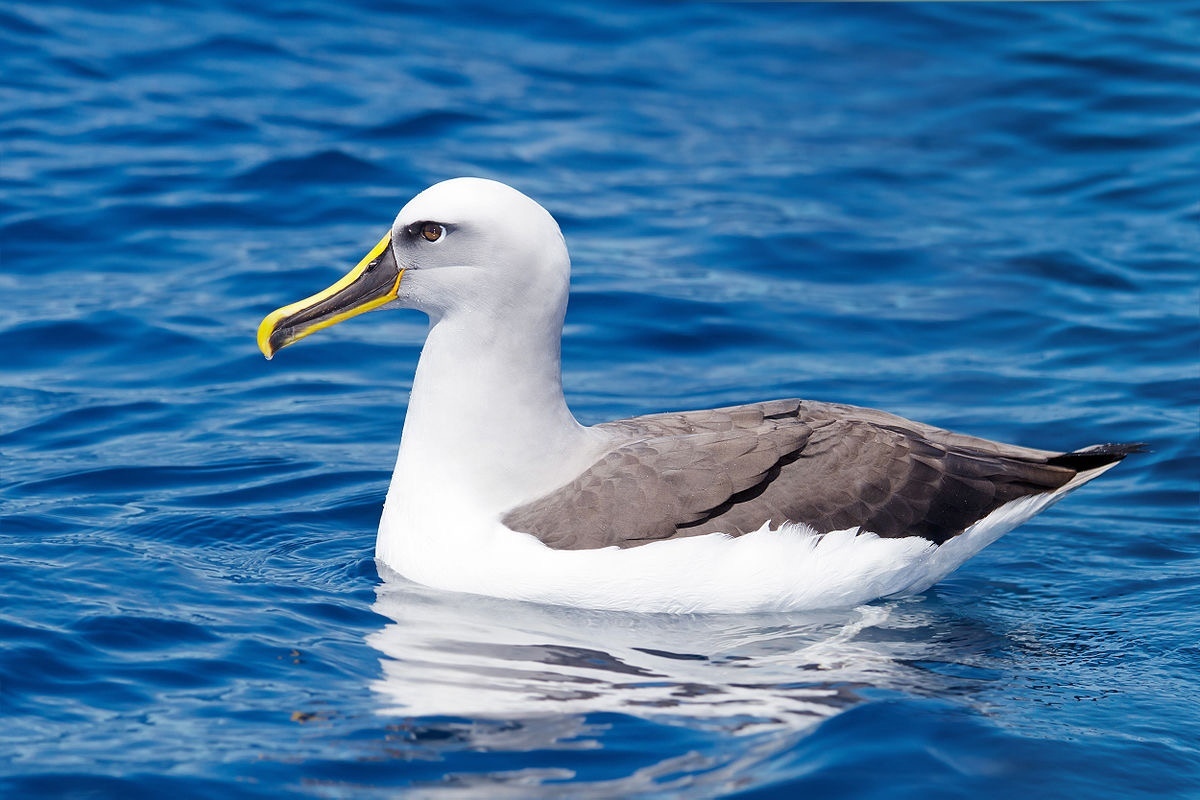 This bird is called Buller's Albatross and it looks like a 3D model - Birds, 3D, It seemed, Albatross, Longpost