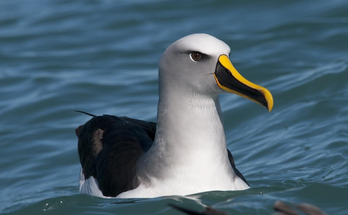 This bird is called Buller's Albatross and it looks like a 3D model - Birds, 3D, It seemed, Albatross, Longpost