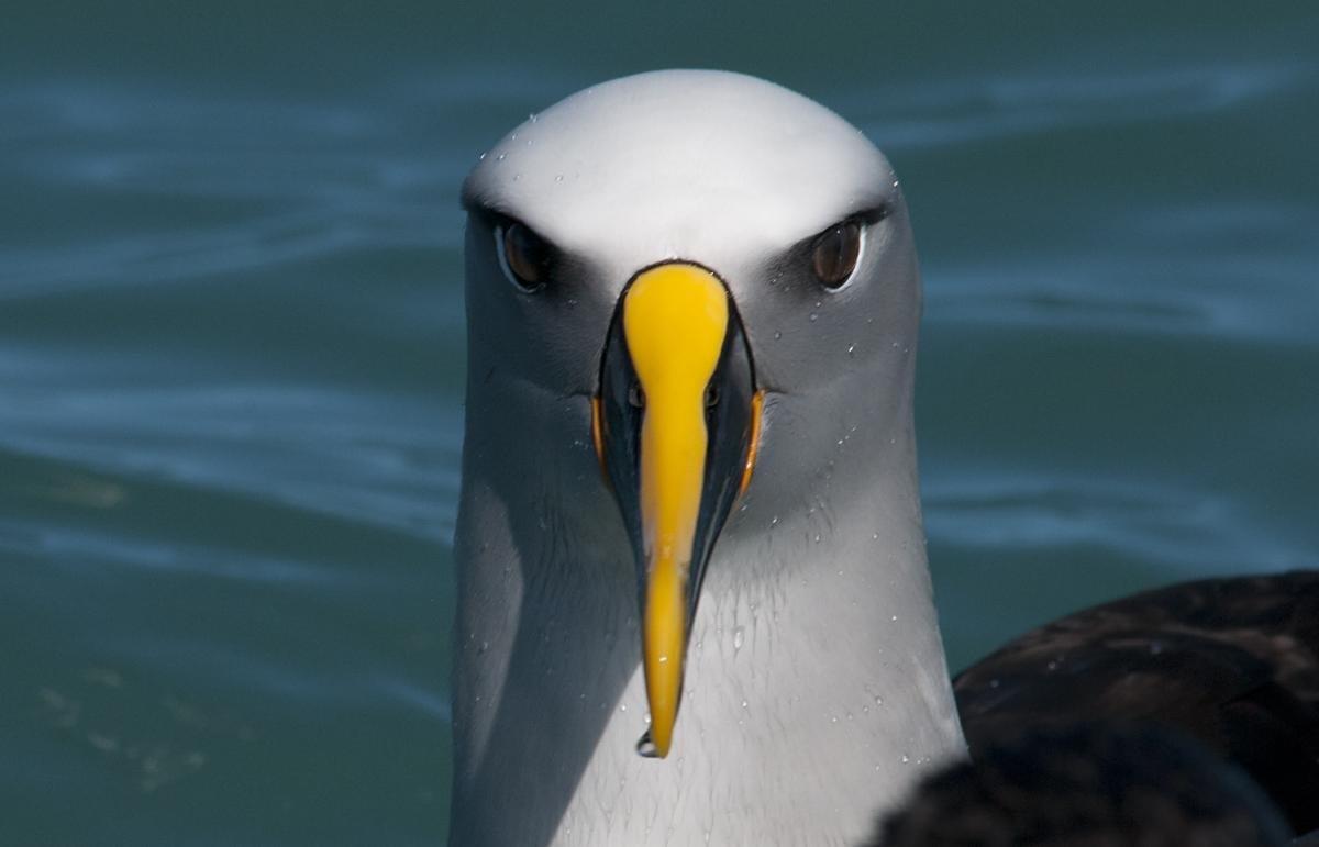 This bird is called Buller's Albatross and it looks like a 3D model - Birds, 3D, It seemed, Albatross, Longpost