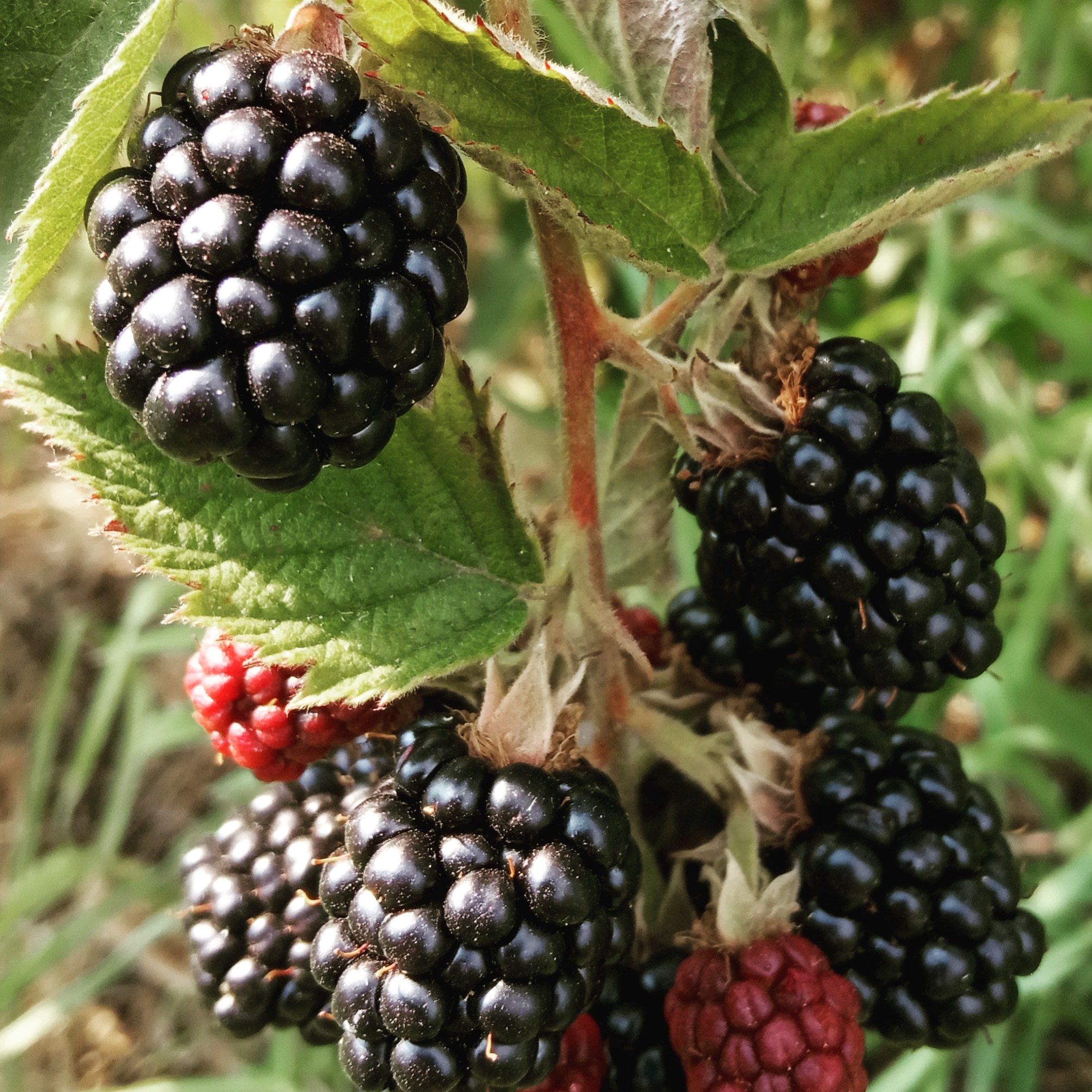 Heat - My, Summer, Blackberry, Berries