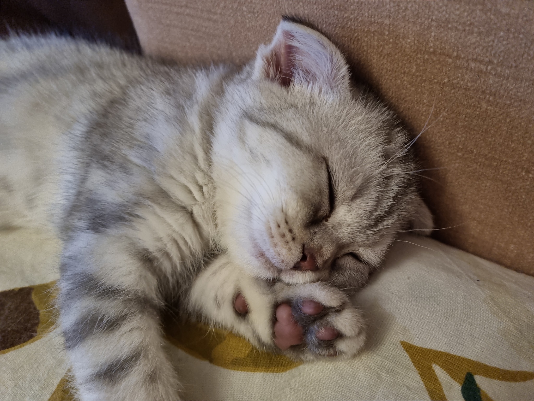 Scottish Fold Musya - My, cat, Scottish lop-eared, Longpost