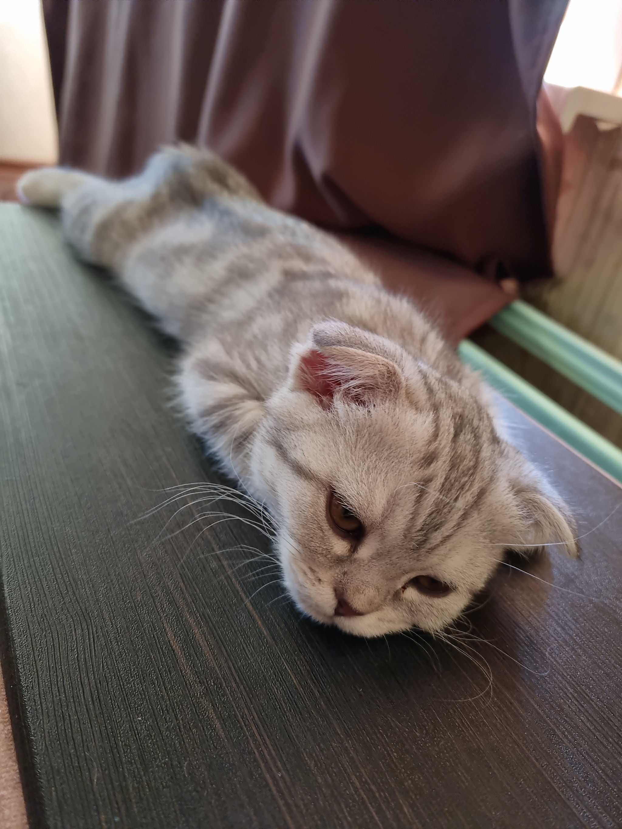 Scottish Fold Musya - My, cat, Scottish lop-eared, Longpost