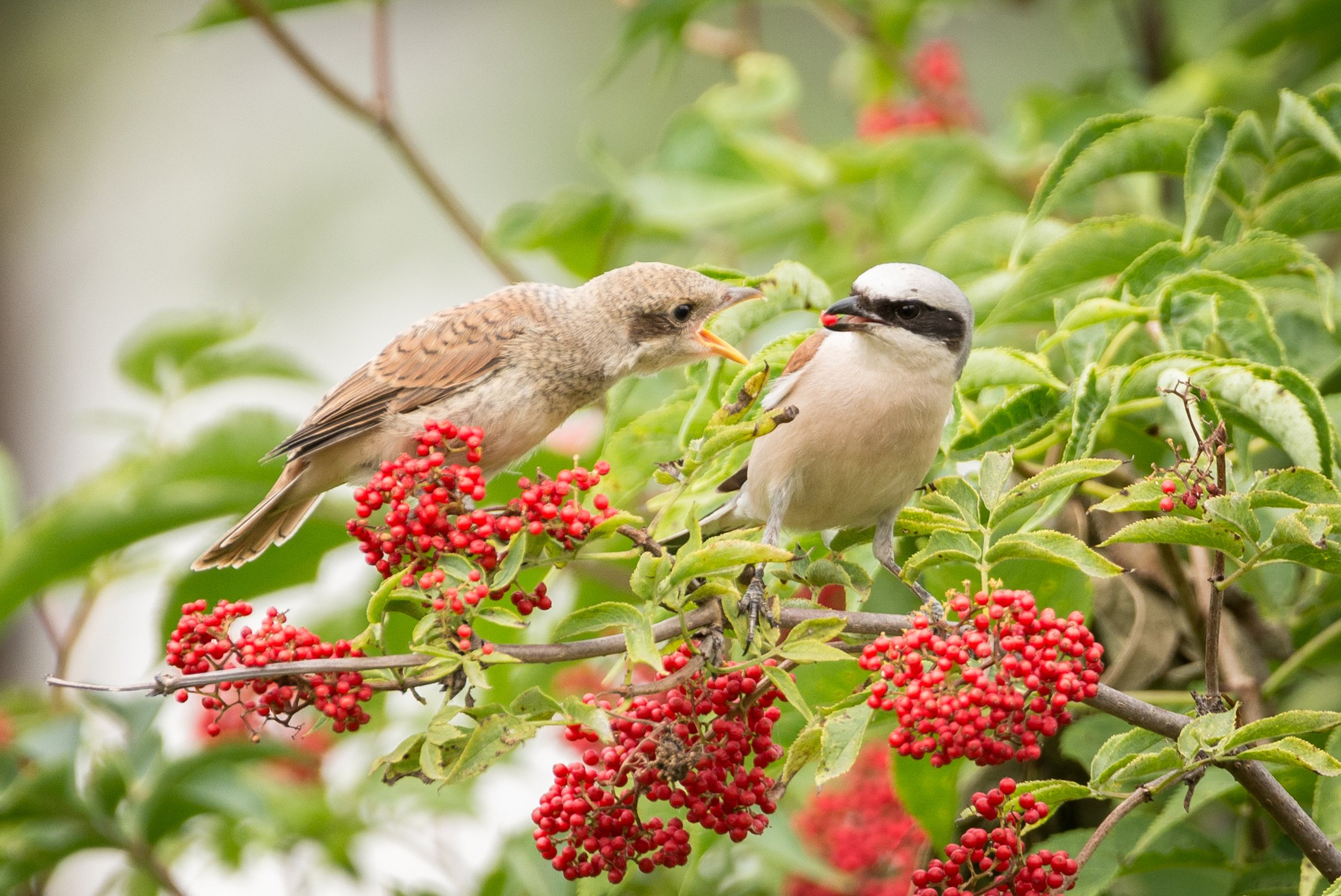 common shrike - Birds, Zhulan Sorokoput, wildlife, Wild animals, Passeriformes, Carnivorous, Informative, Longpost