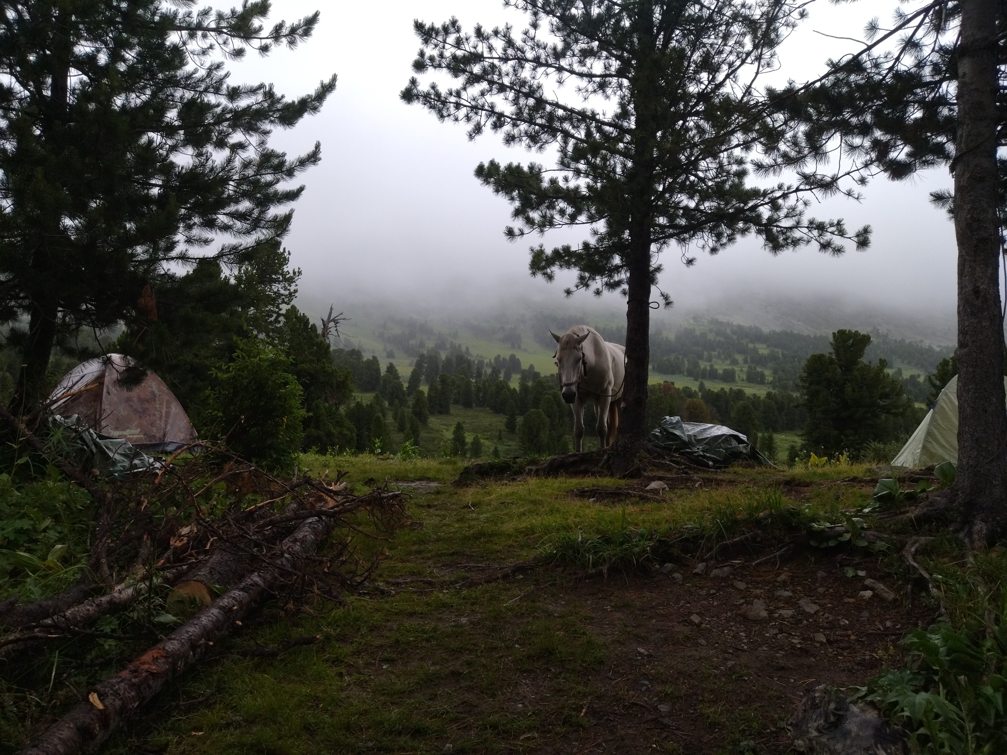 Horse under the fog - My, The photo, Mobile photography, Horses, Fog, Landscape, Mountain Altai, Altai Republic