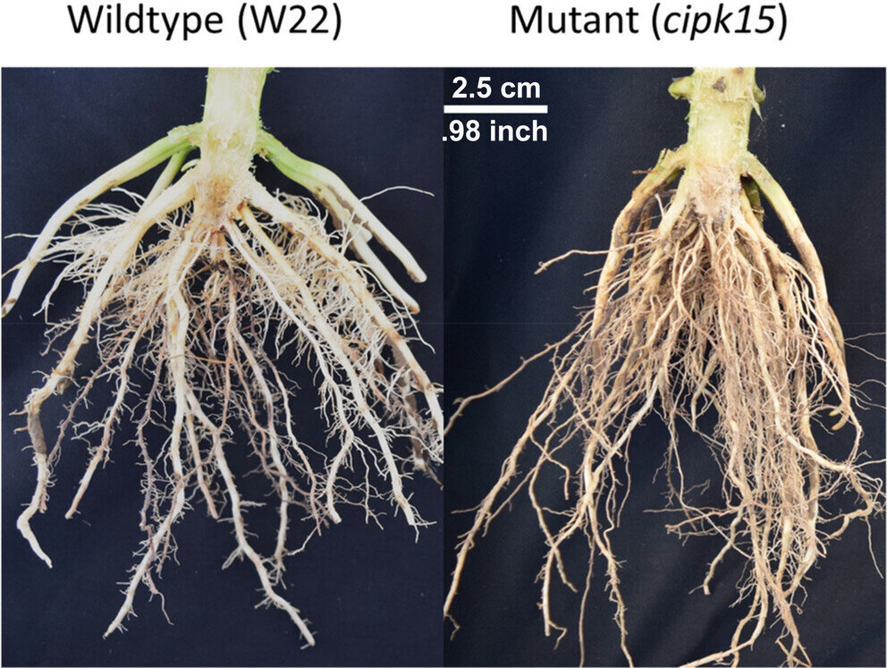 Researchers identify gene that regulates root angle in corn - My, Translation, Botany, Plants, Roots, Genetics, Longpost