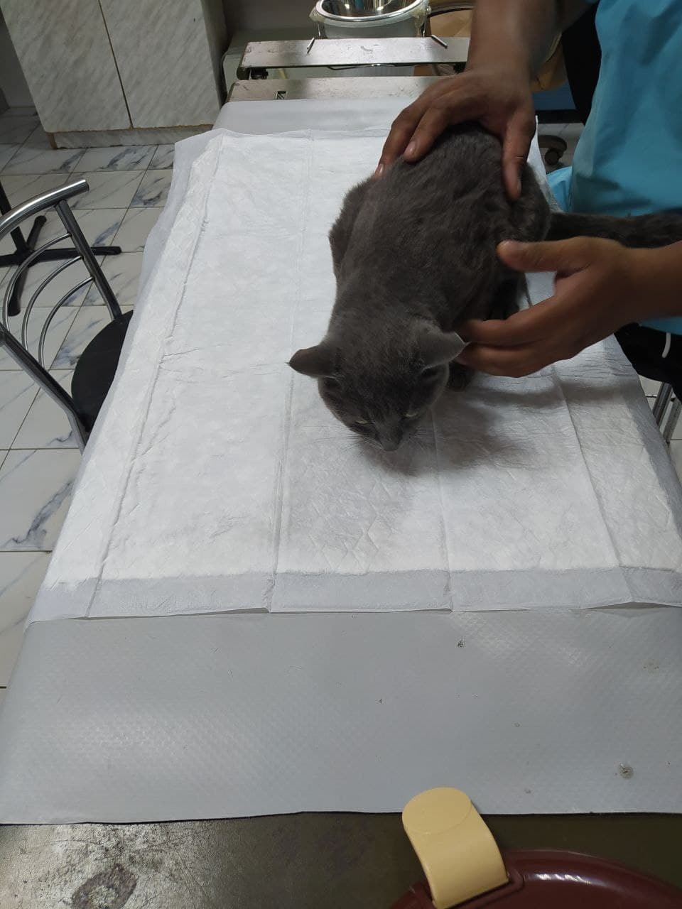 Cat treatment part 3 - My, cat, Help, Treatment, Urolithiasis disease, Vet, Longpost