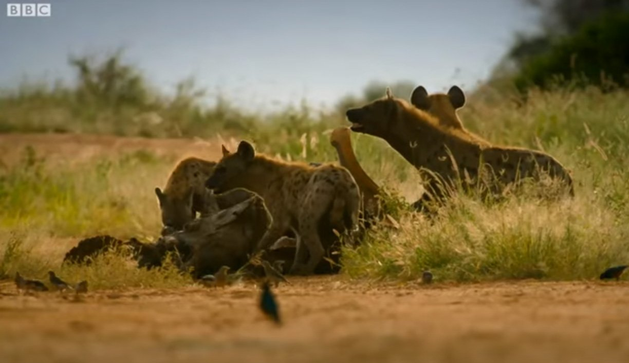 Elephants bring orphaned baby elephant to say goodbye to mother - Elephants, Herd, Baby elephant, Young, Orphans, Death, Parting, Wild animals, , Support, wildlife, Africa, Tanzania, National park, Serengeti, The national geographic, Youtube, BBC, Video, Longpost, Touching