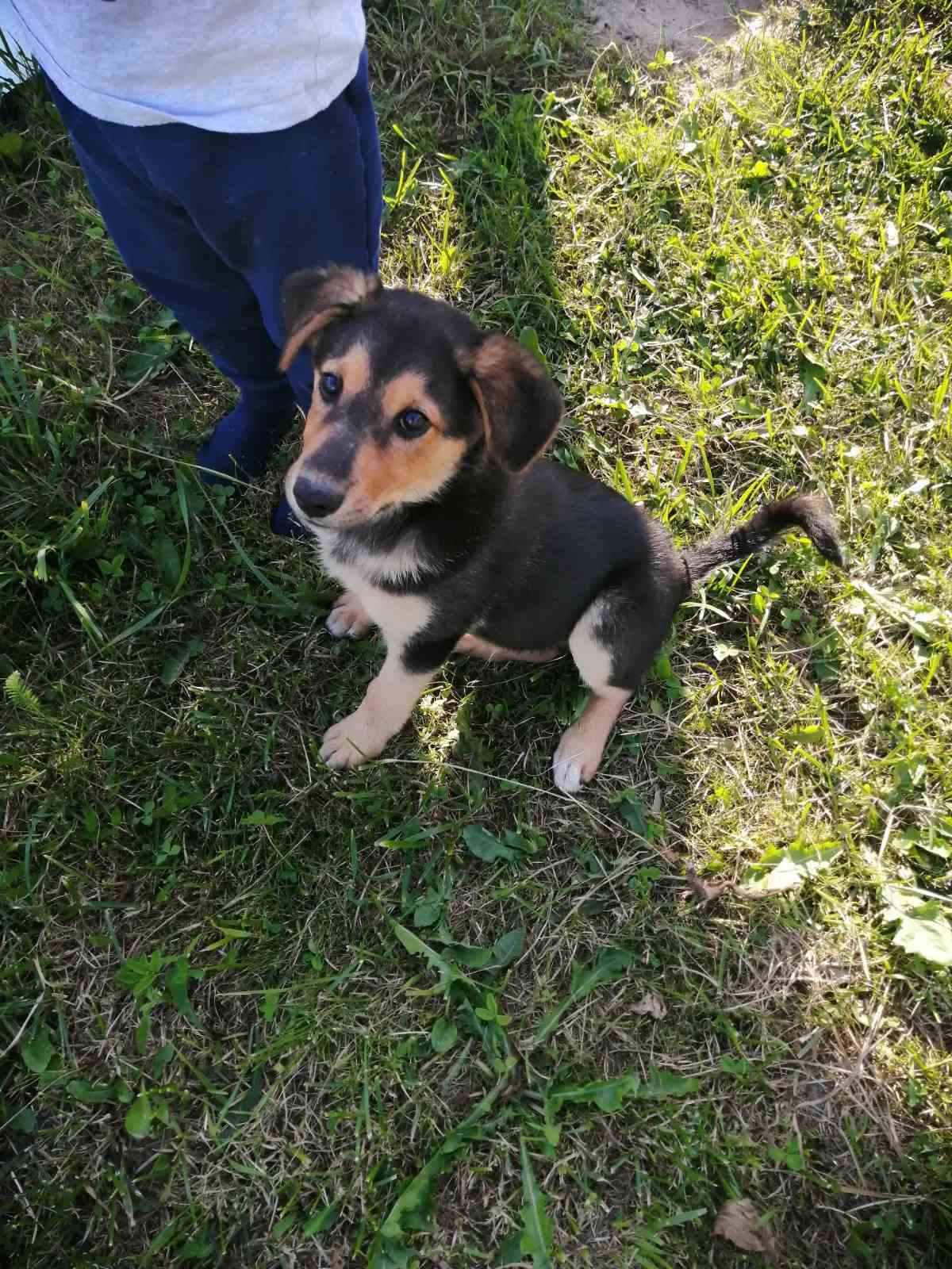 Baby needs a home - My, Dog, Longpost, In good hands, Minsk, Puppies, No rating