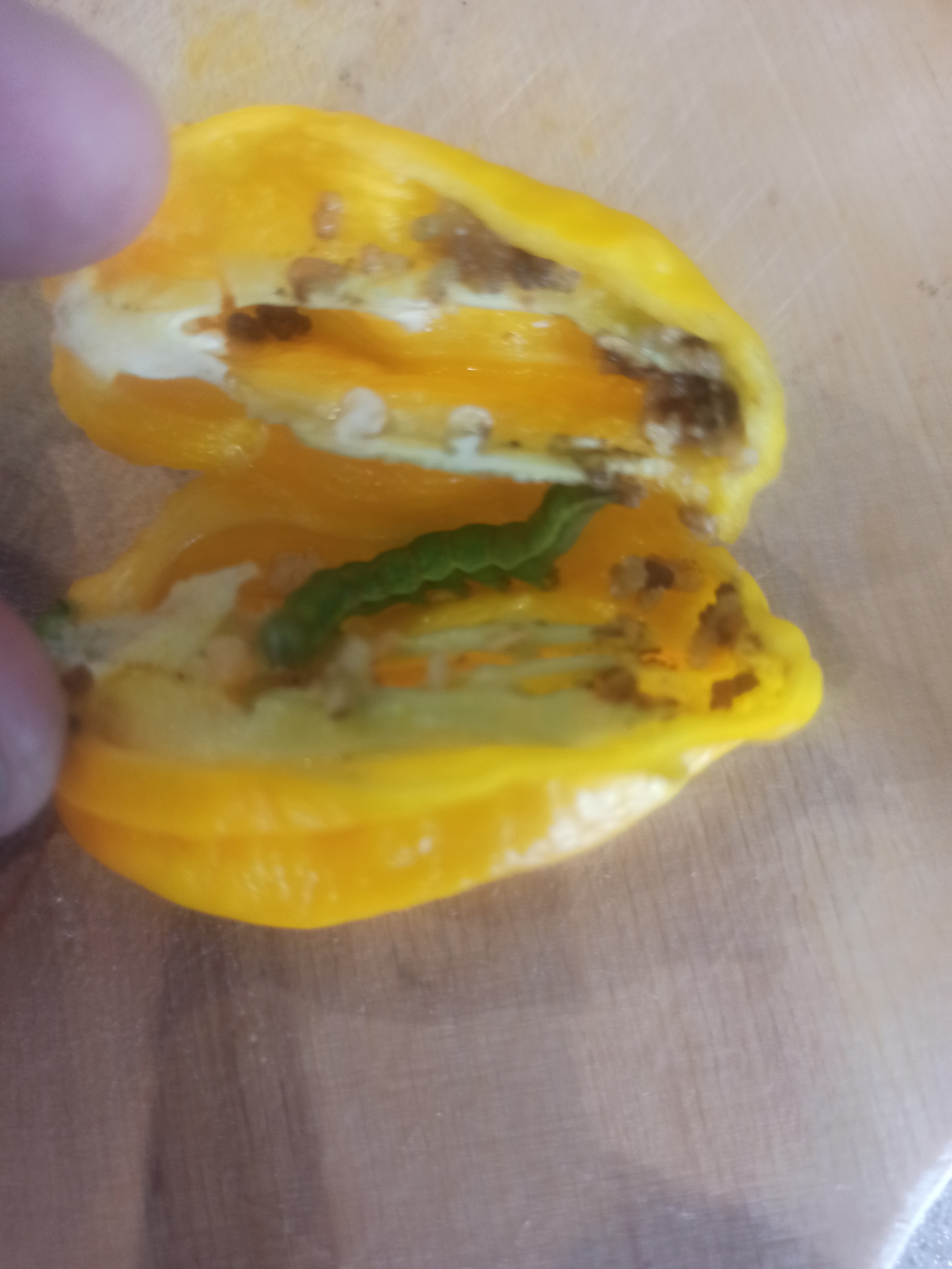 Someone is eating my super hots - My, Pepper, Habanero, Growing, Garden, Longpost