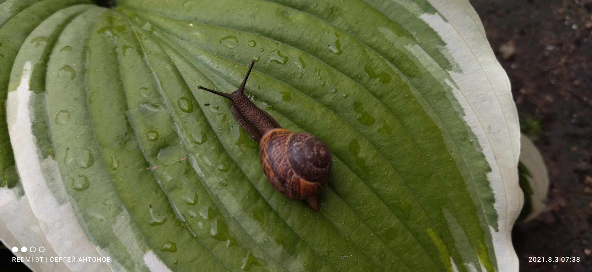 Snail - My, Snail, Sheet