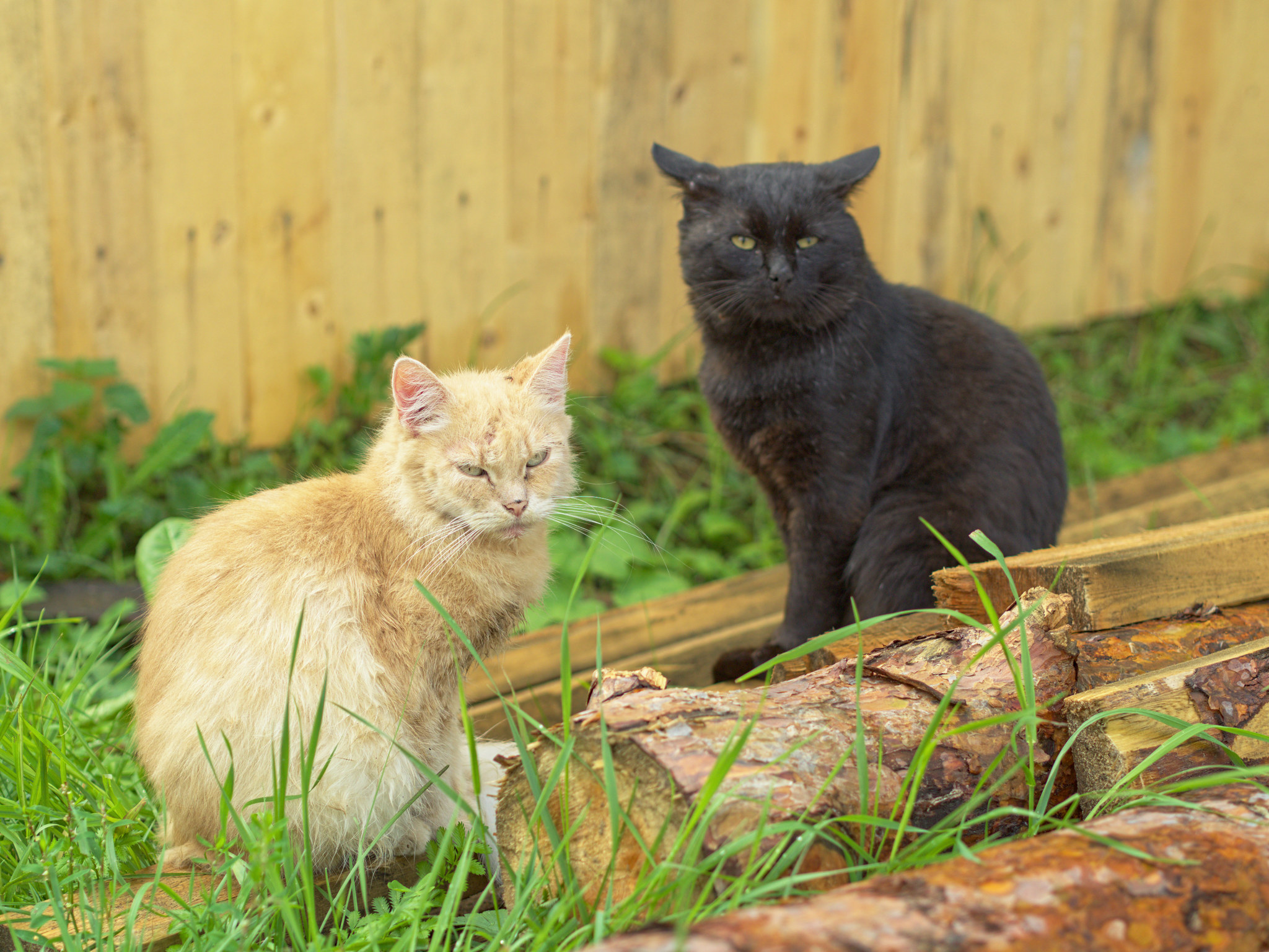 old cats - My, cat, The photo, Pets, Longpost