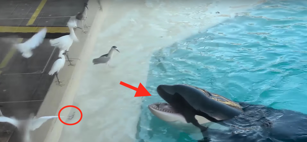 Killer whale catches birds on live bait - Swallow-Killer Whale, Hunting, Animals, Video