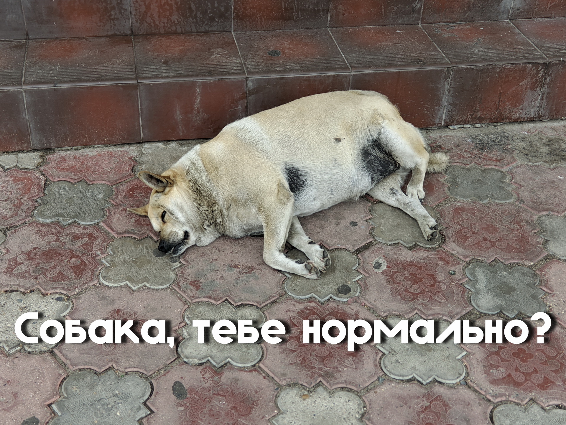 Are you okay? - My, , Dog, Is this the norm?