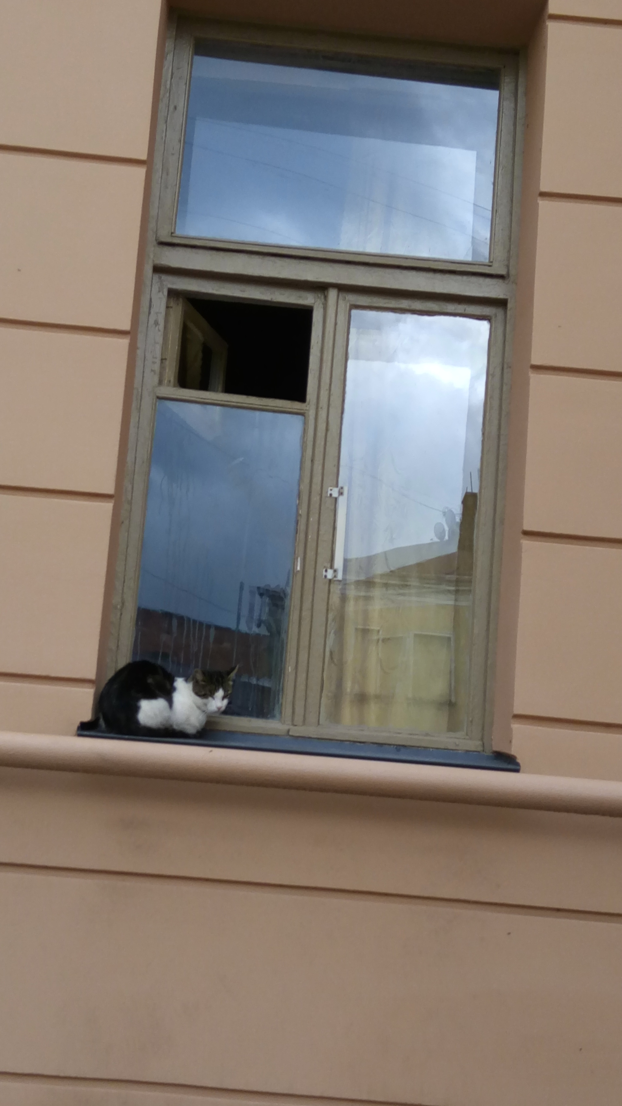 Something is wrong here - cat, Window, Windowsill, The photo, Is sitting