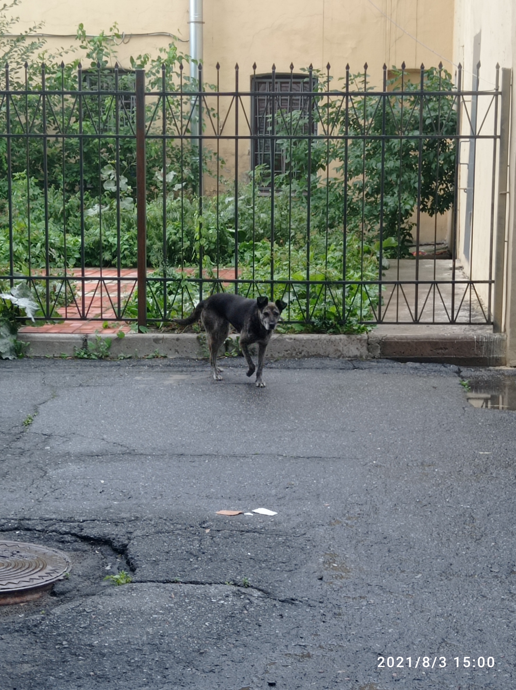 Dog Saint Petersburg - My, Dog, Saint Petersburg, No rating, Found a dog