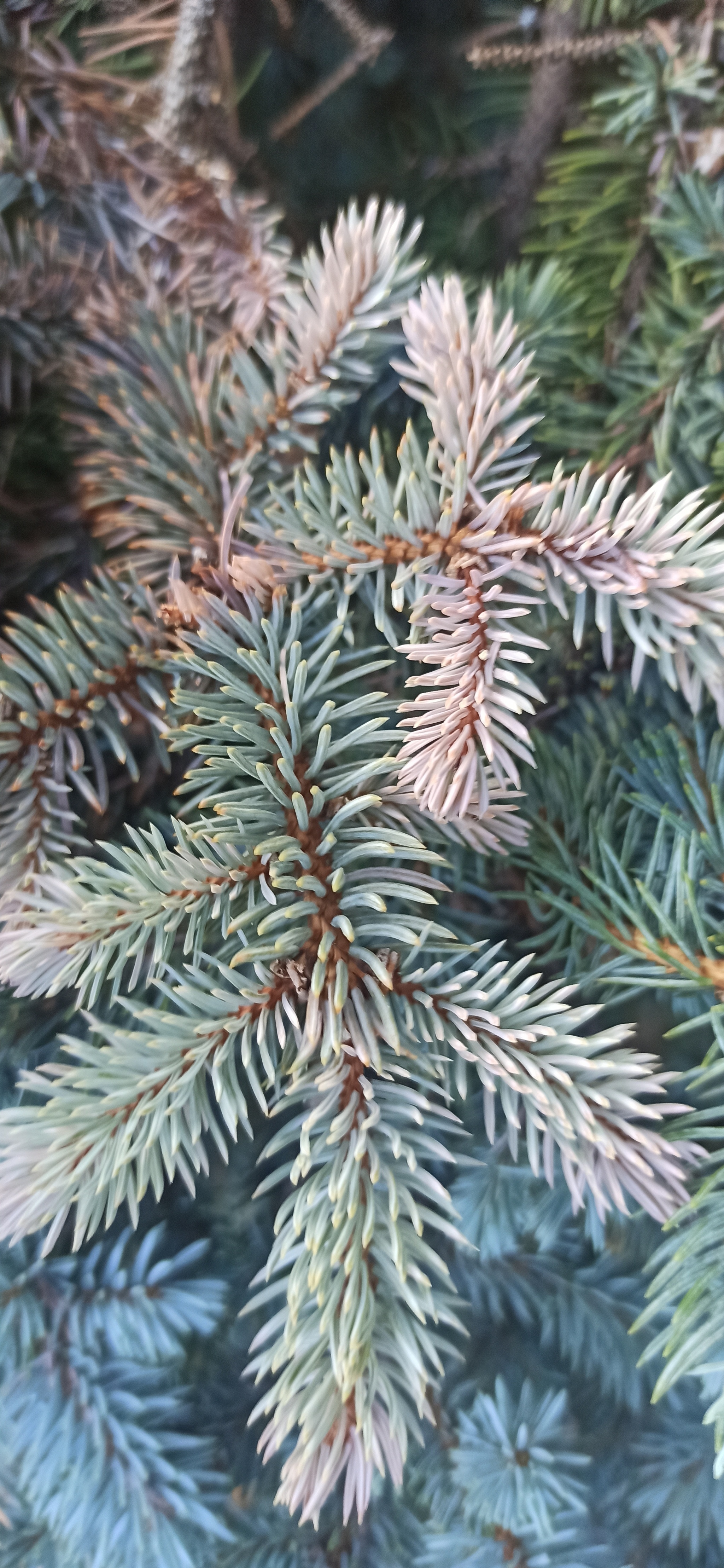 Dear experts, question! - My, Christmas trees, Disease, Longpost