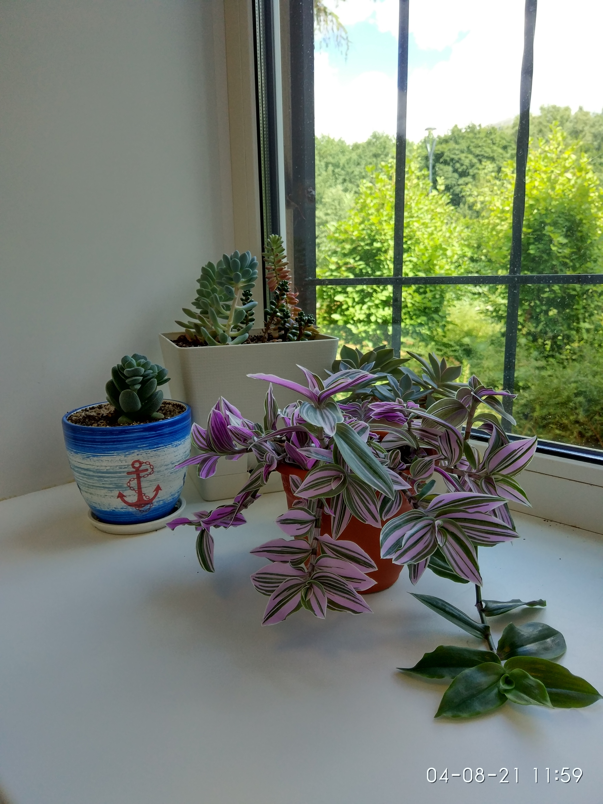 Plants at work - My, Plants, Houseplants, Work, Longpost