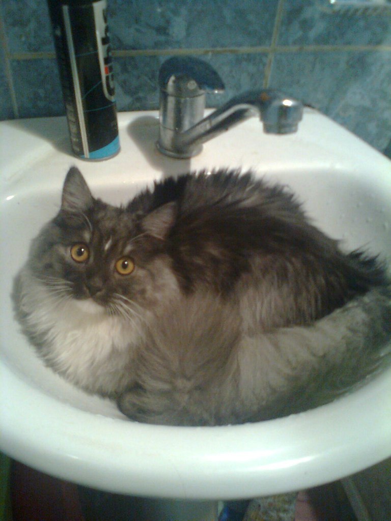 Узнаете котика? | Пикабу