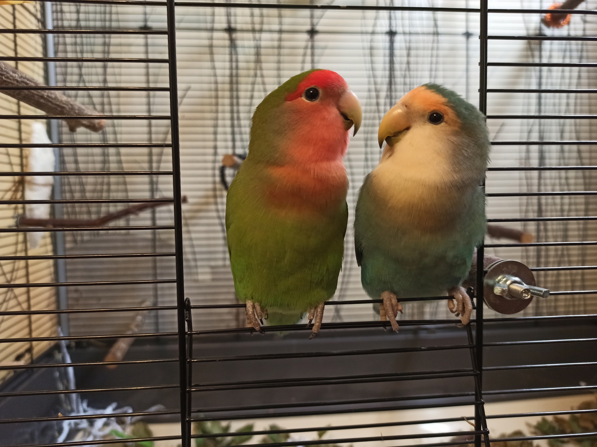 Parrots - My, Totosh's parrot, A parrot, Lovebirds, Birds, Pets