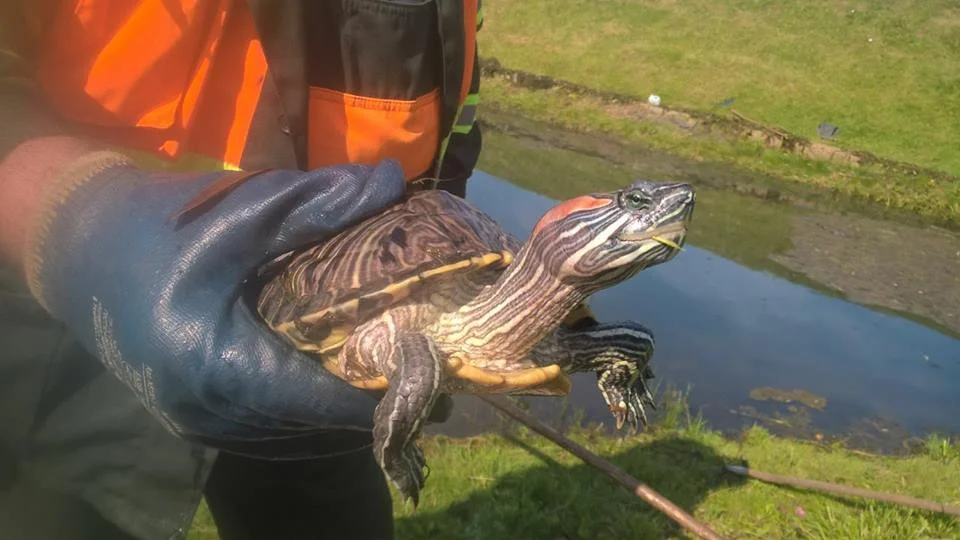 Released a turtle - destroyed the ecosystem. What does the irresponsibility of reptile owners lead to? - Turtle, Pond slider, Animal book, Yandex Zen, Longpost, Animals