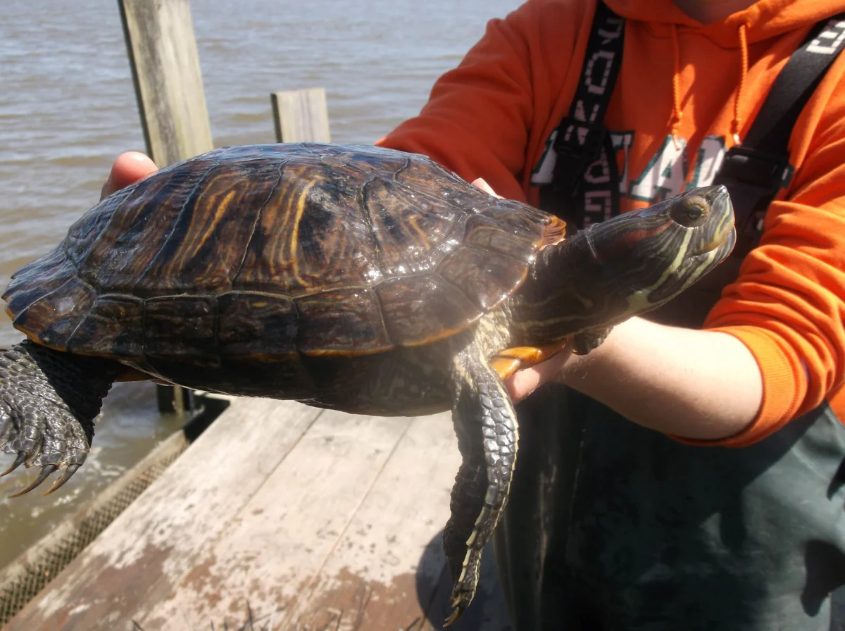 Released a turtle - destroyed the ecosystem. What does the irresponsibility of reptile owners lead to? - Turtle, Pond slider, Animal book, Yandex Zen, Longpost, Animals