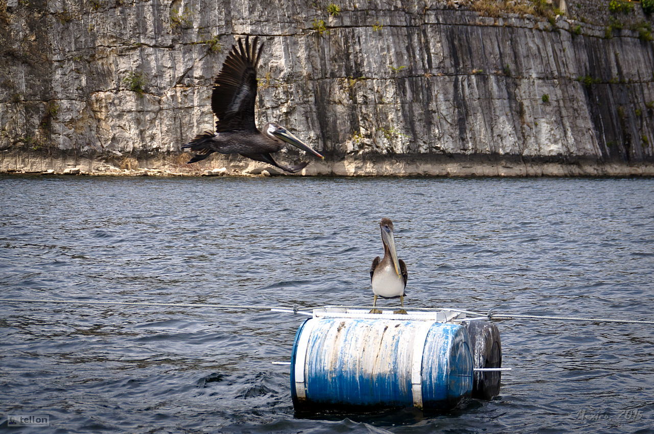 Sumidero - My, Mexico, Canyon, River, The rocks, Waterfall, Travels, Tourism, Pelican, , beauty, Longpost