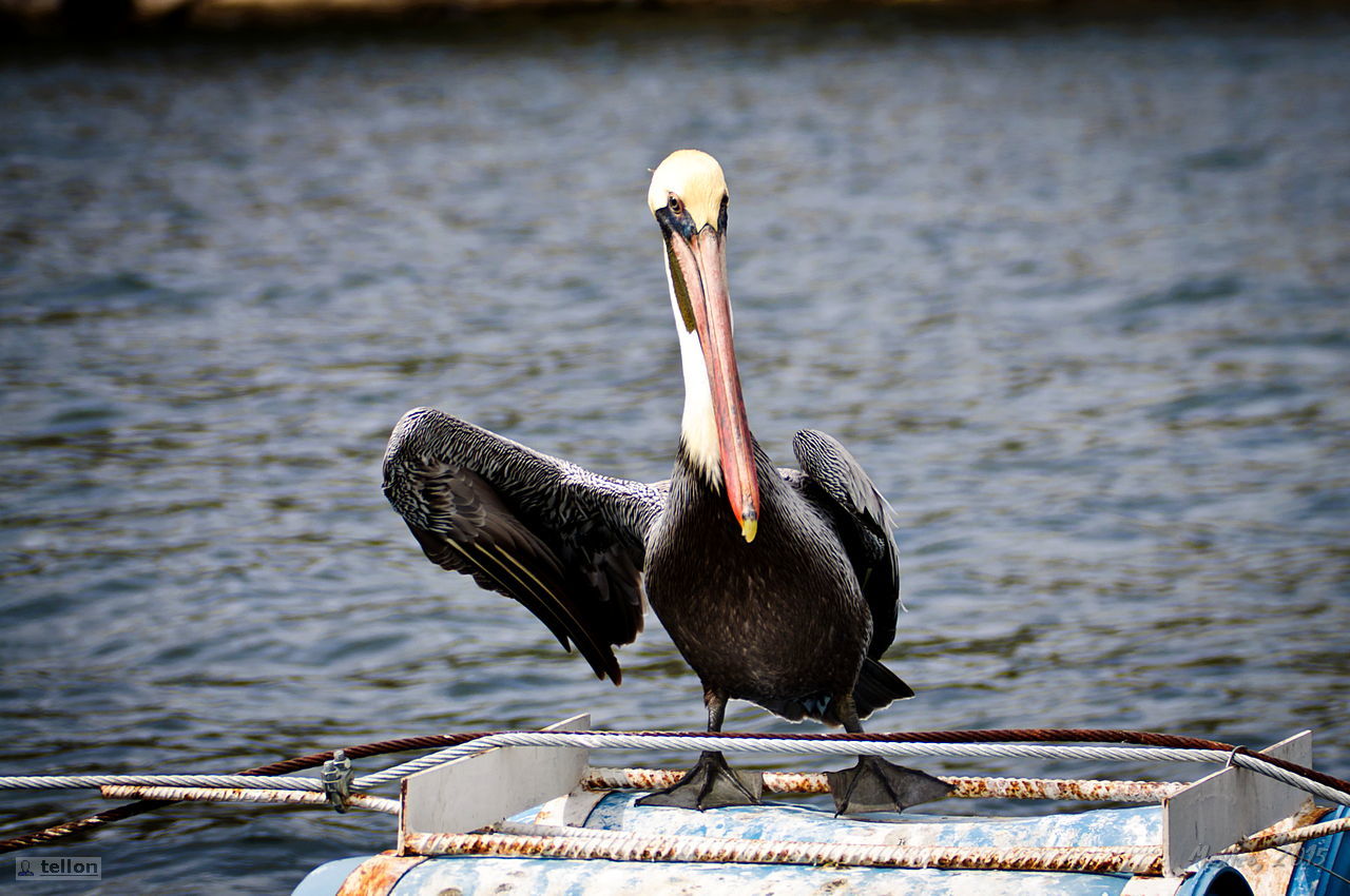 Sumidero - My, Mexico, Canyon, River, The rocks, Waterfall, Travels, Tourism, Pelican, , beauty, Longpost