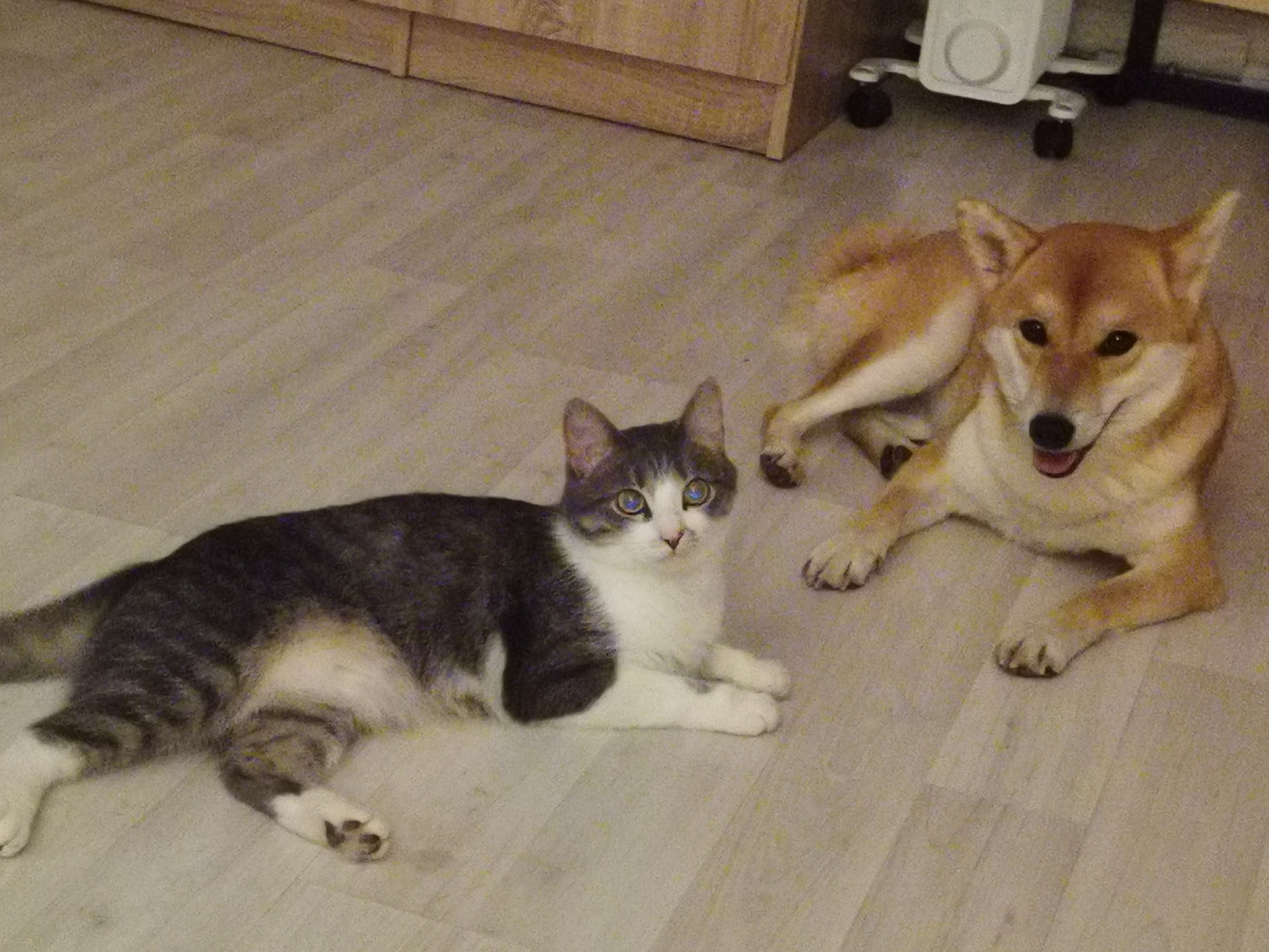 My pets - Pets, Friends, Longpost, cat, Dog, Cats and dogs together