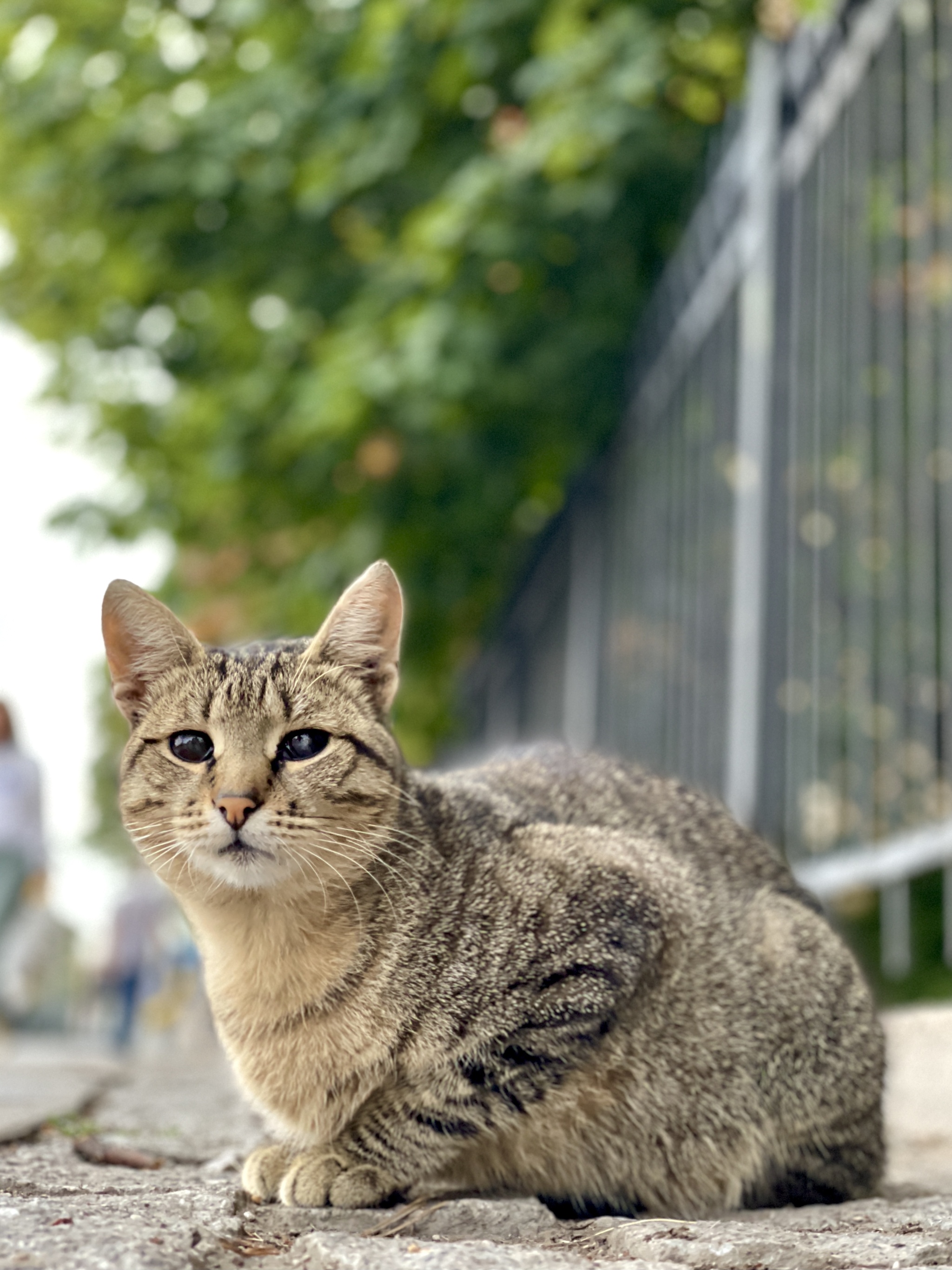 Уличные кошки. Уличные кошки породы. Обычная уличная кошка. Окрас уличных кошек.