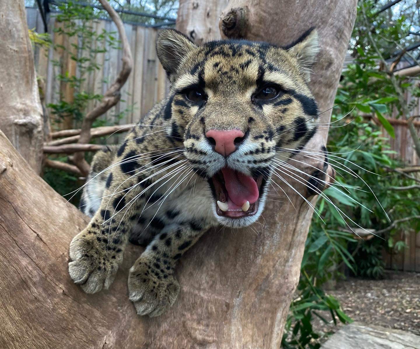 Share your smile - Clouded leopard, Big cats, Cat family, Wild animals, Milota, Animal protection, Australia, Reserves and sanctuaries, , Wild cat center, Smile