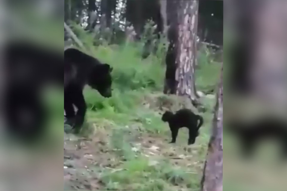 In Bodaibo, a fearless cat saved defenseless vacationers from a dire bear - The Bears, cat, Bodaibo