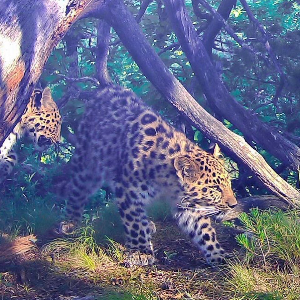 Far Eastern leopards - Leopard, Big cats, Cat family, Land of the Leopard, National park, Reserves and sanctuaries, Wild animals, Predator, , Interesting, Phototrap, Far Eastern leopard, Red Book, Rare view, Longpost