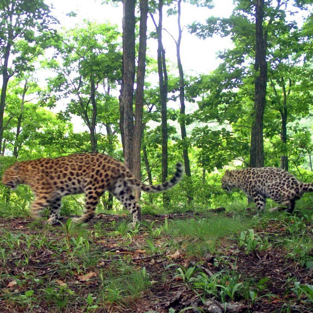 Far Eastern leopards - Leopard, Big cats, Cat family, Land of the Leopard, National park, Reserves and sanctuaries, Wild animals, Predator, , Interesting, Phototrap, Far Eastern leopard, Red Book, Rare view, Longpost